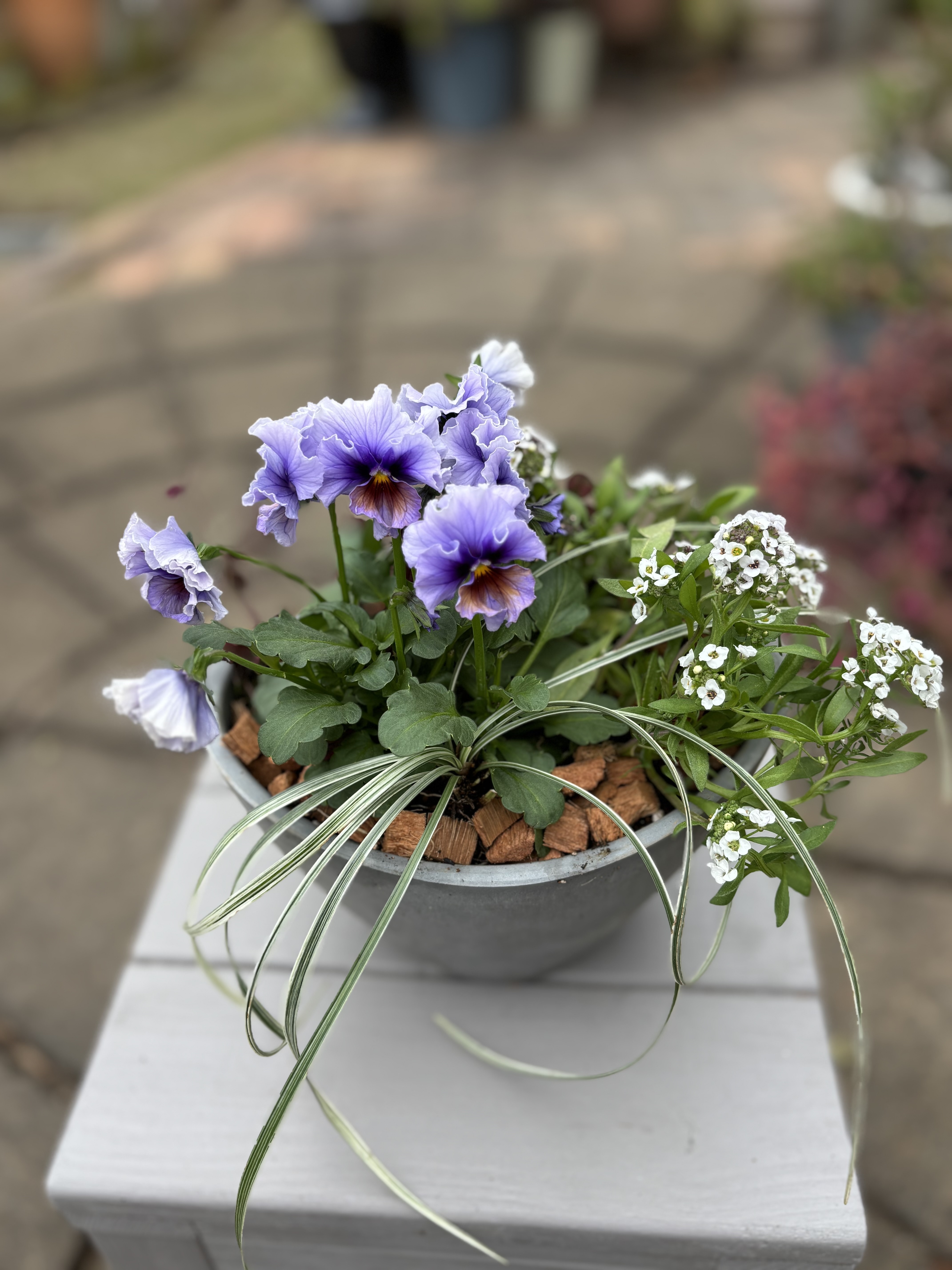 ラピスラズリの寄せ植え | CAINZ DIY Square