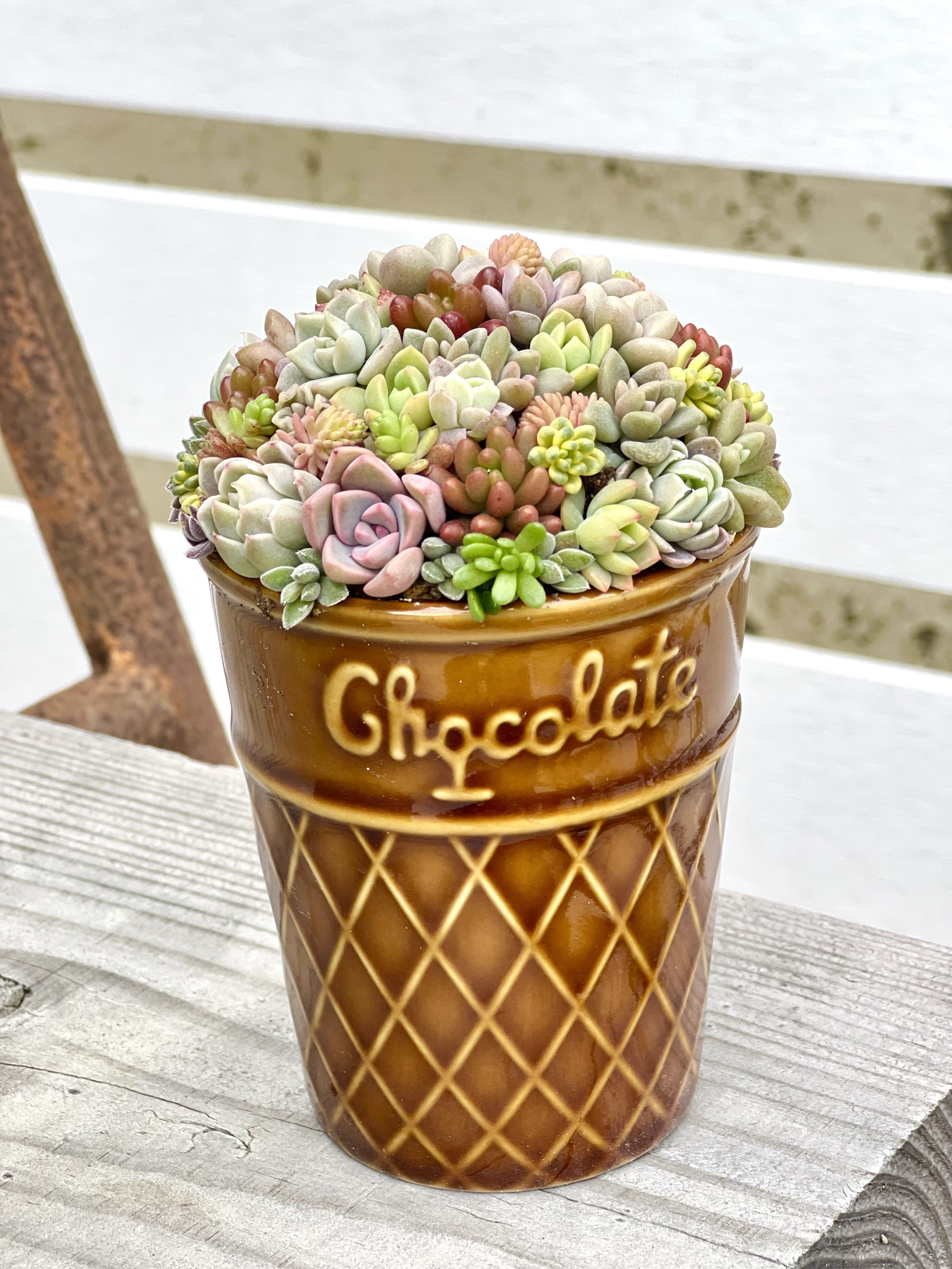 多肉のアイスクリーム💕 | CAINZ DIY Square