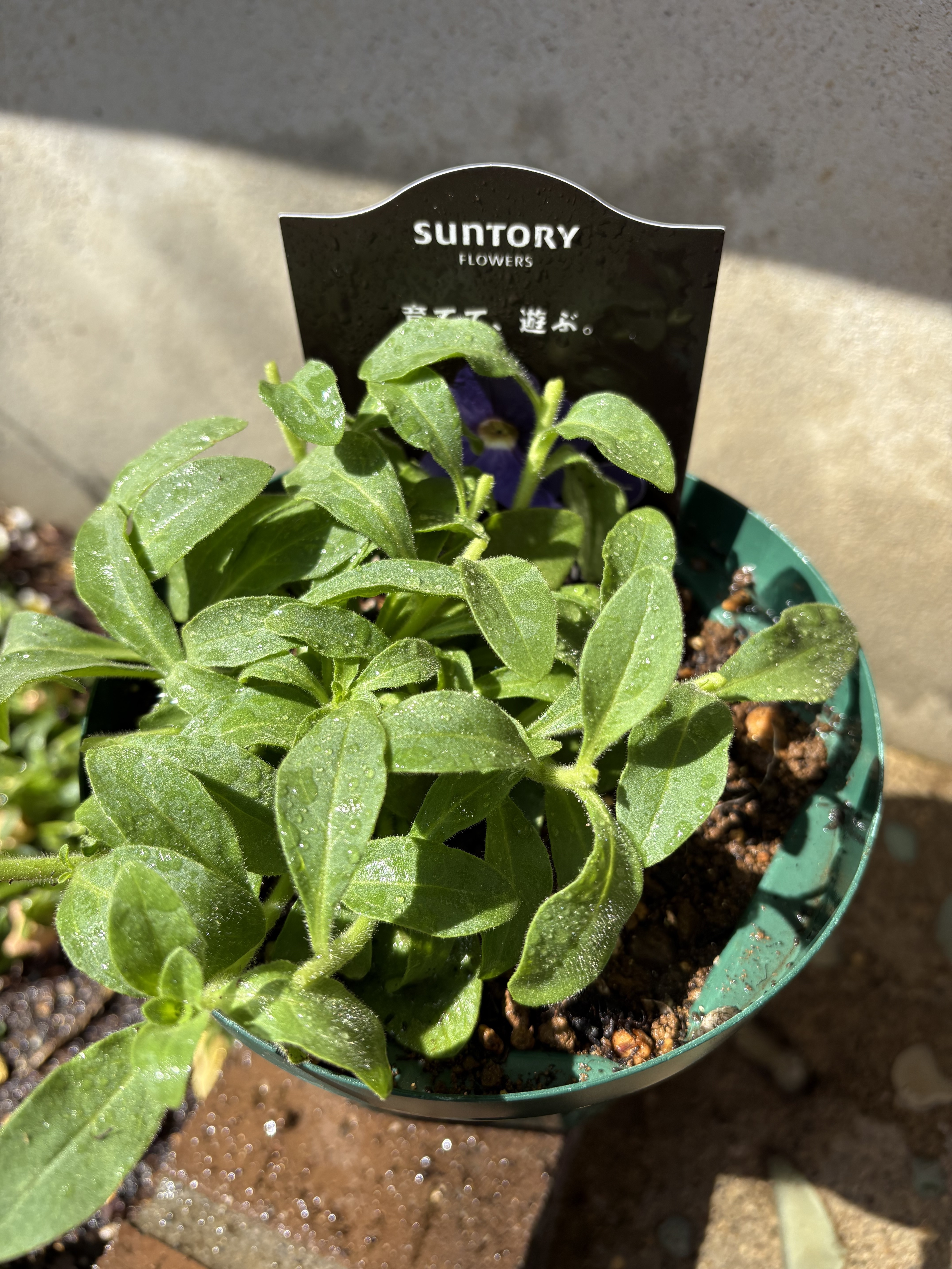 サフィニアPREMIUM 5号鉢に仮植え | SUNSUNガーデン