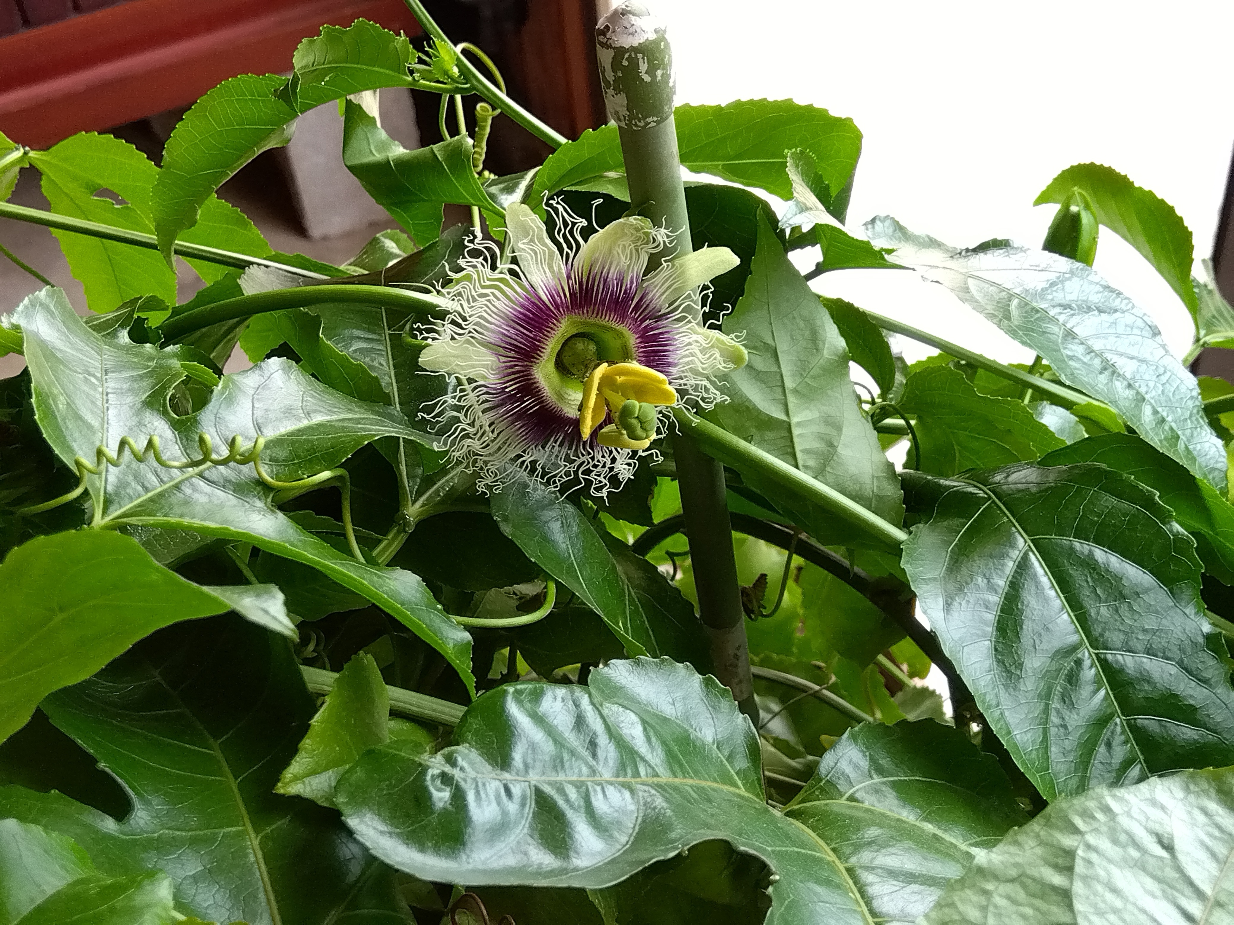 パッションフルーツの花6個目咲きました そして実り | CAINZ DIY Square