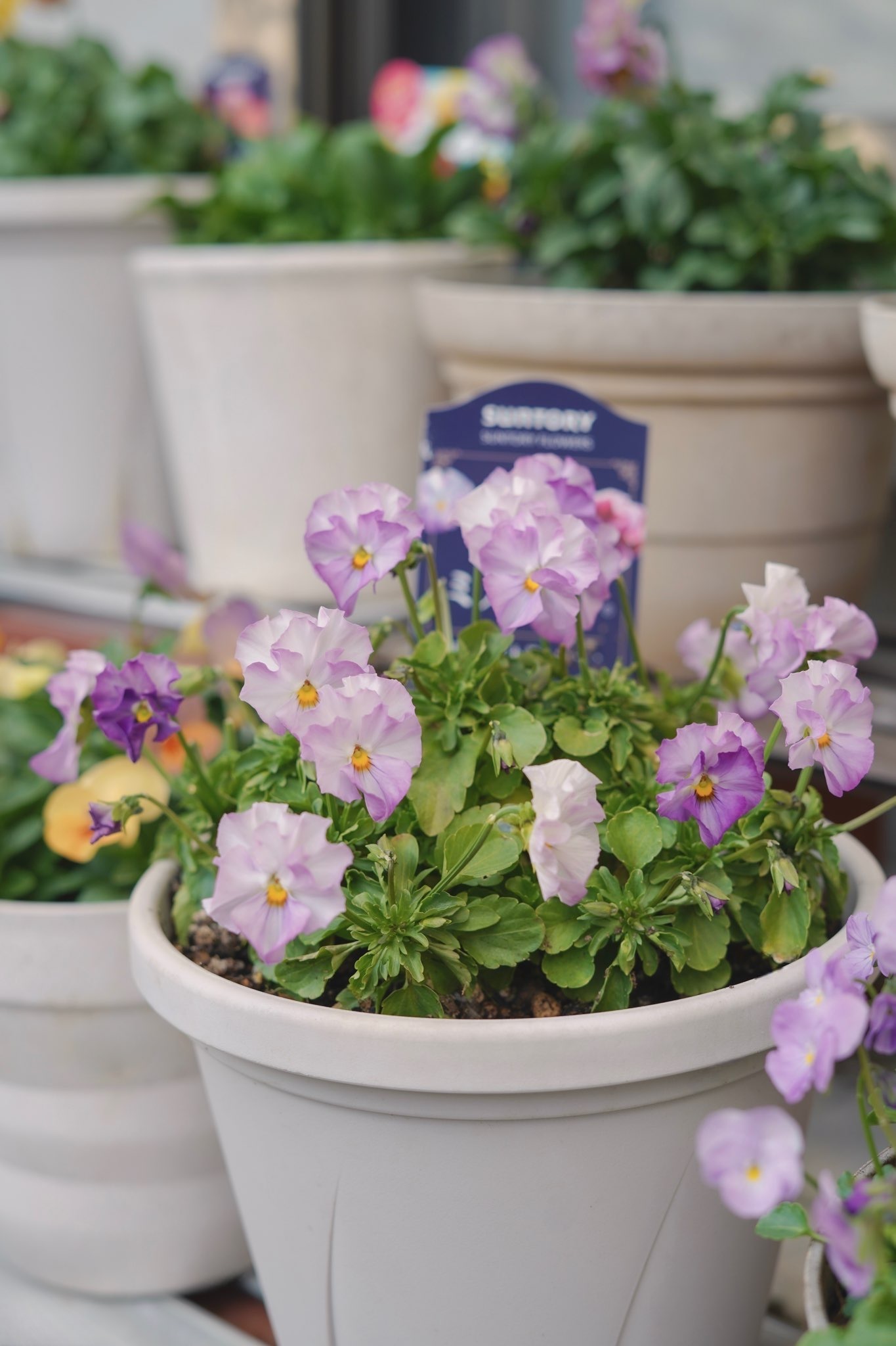 ミルフル | SUNSUNガーデン