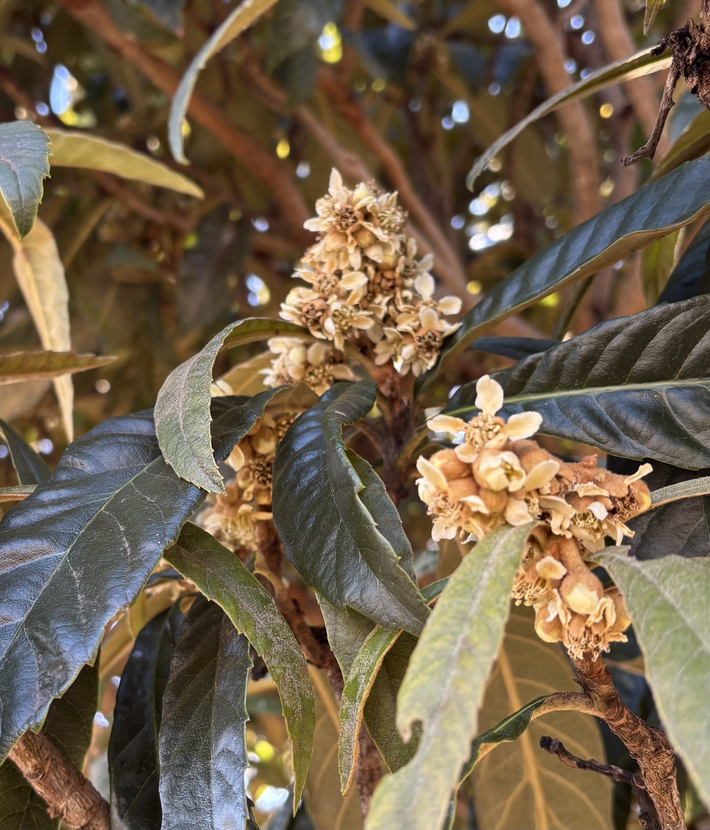 枇杷の花 | CAINZ DIY Square