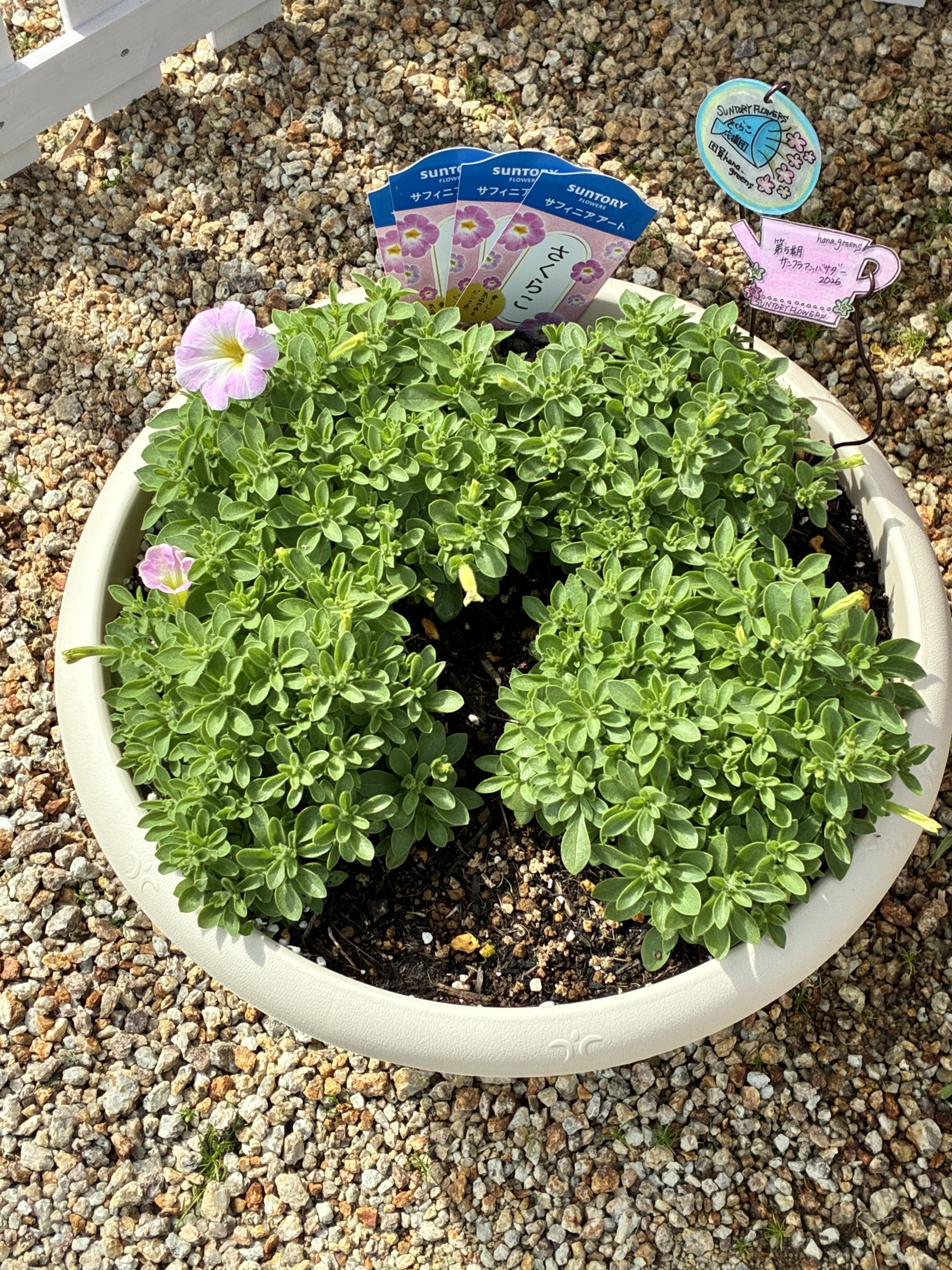 オキザリスフェグソニアエ開花終わり株　スーパーレアの品種　2株　鉢ごと発送 オキザリス 【植物のITANSE 3.5号】｜ 【花苗 バリアビリス 花