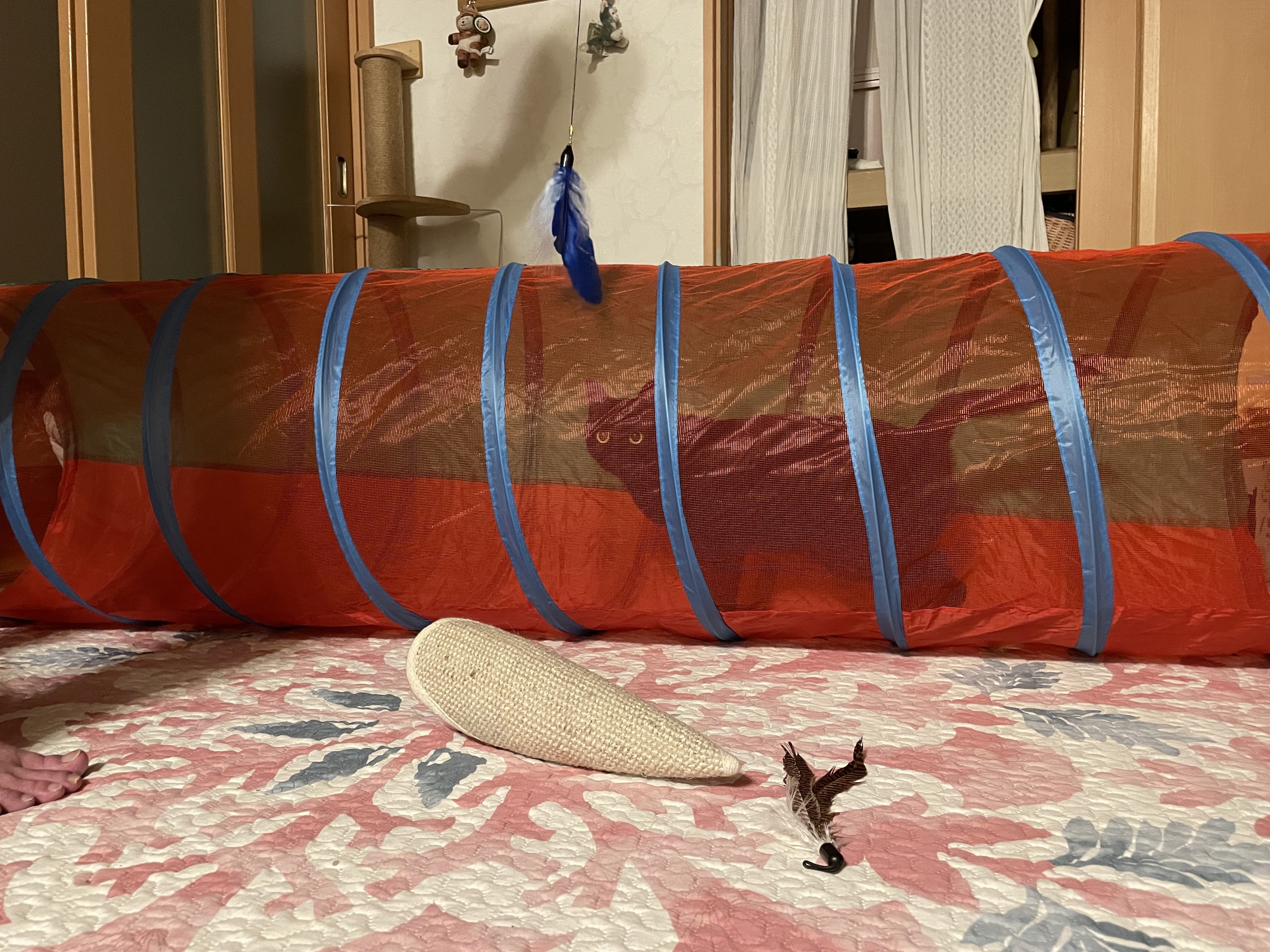 トンネル🐈