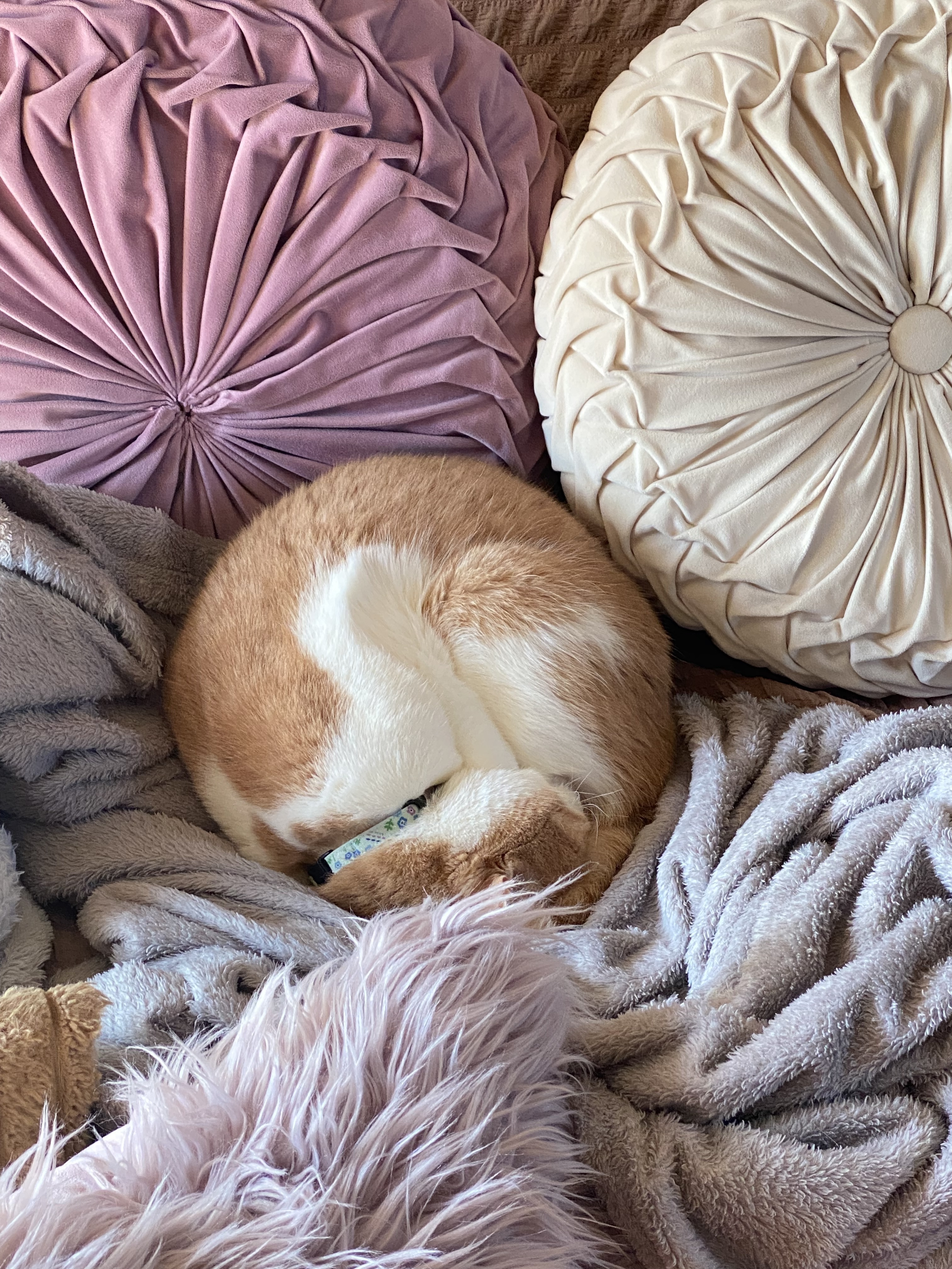 クッションと同化？笑