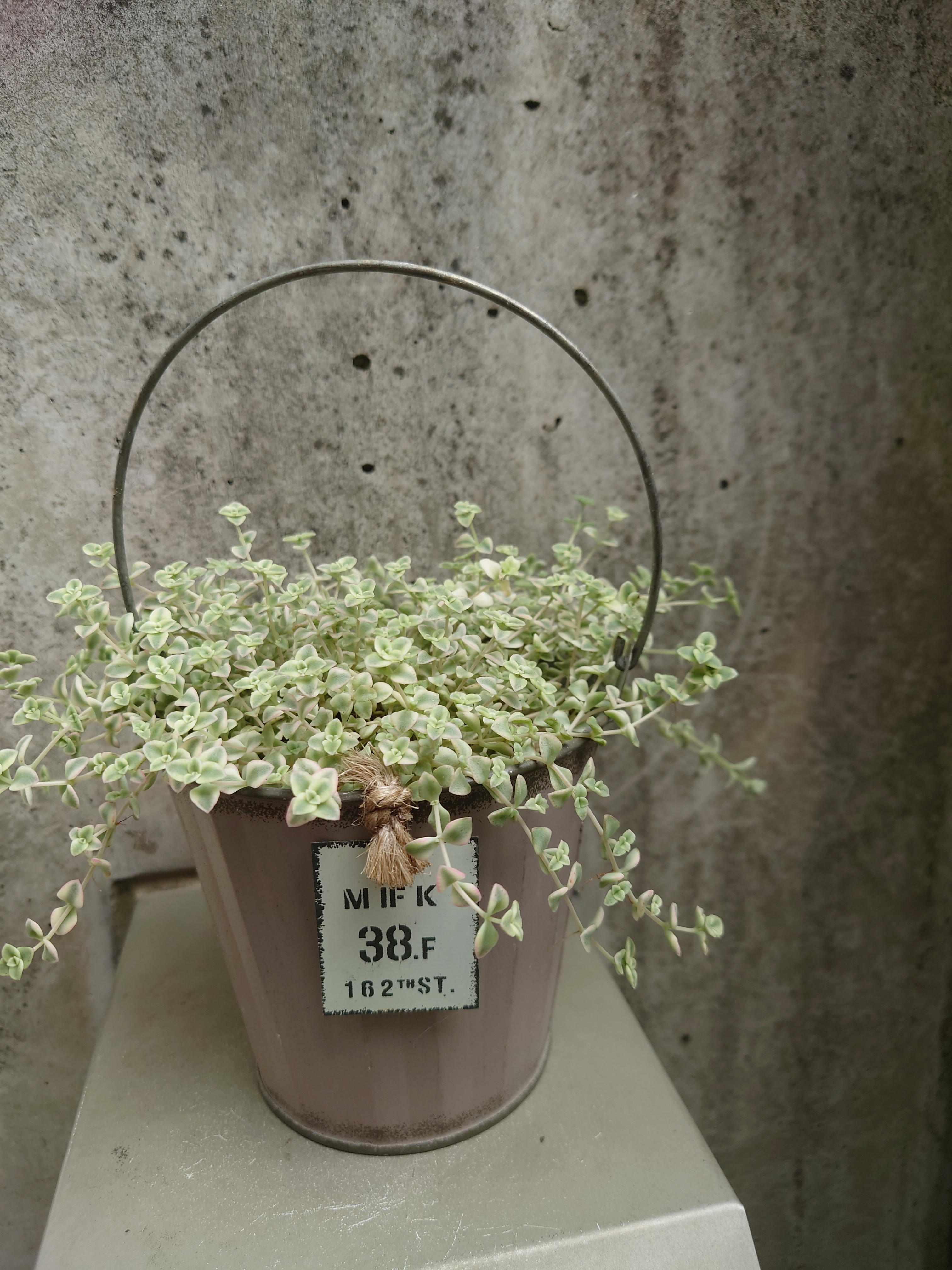 リトルミッシー 今年こそ | CAINZ DIY Square