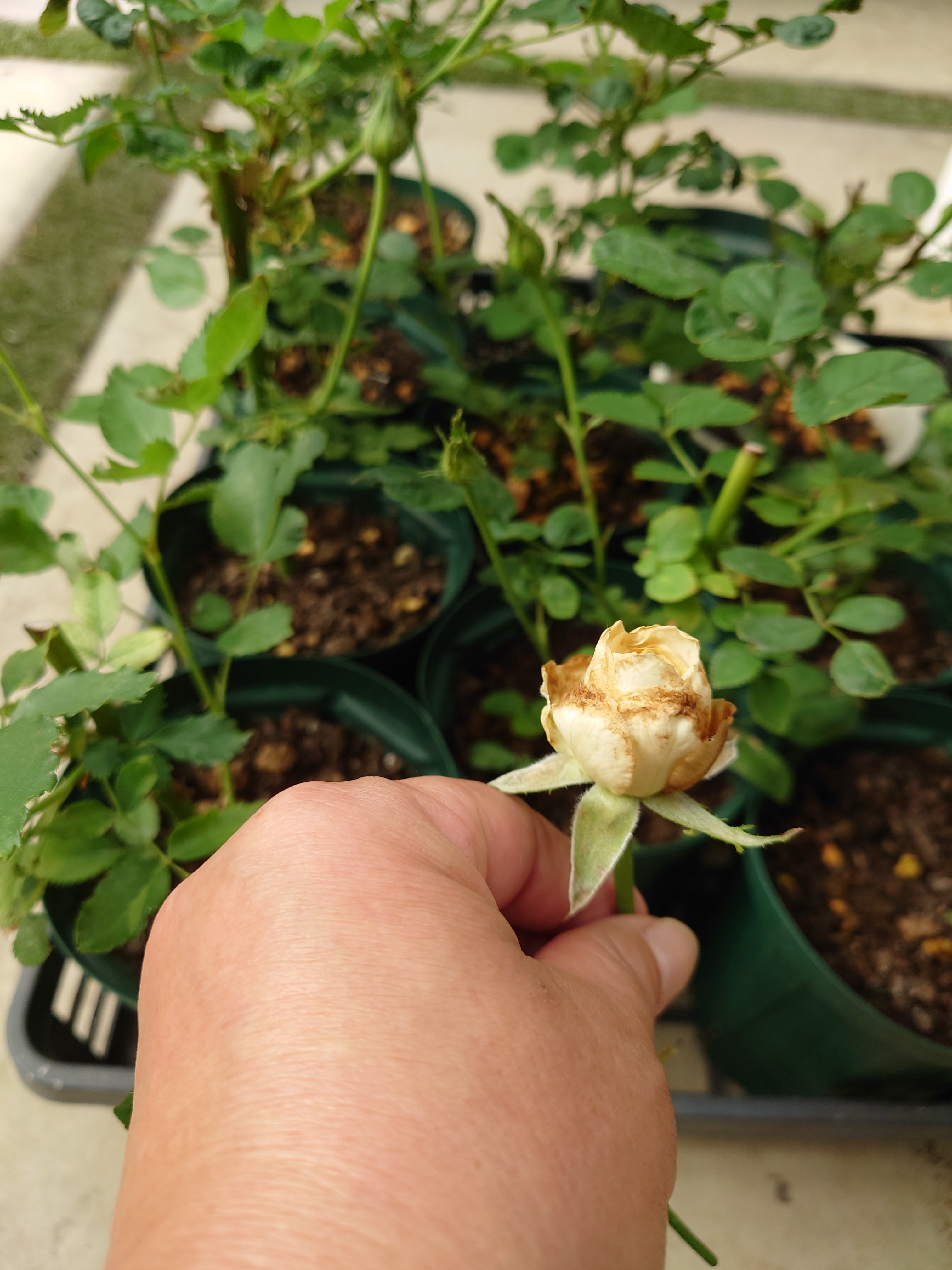 わかな薔薇挿し木用の枝 a61297dd-a80f-4799-9db0-