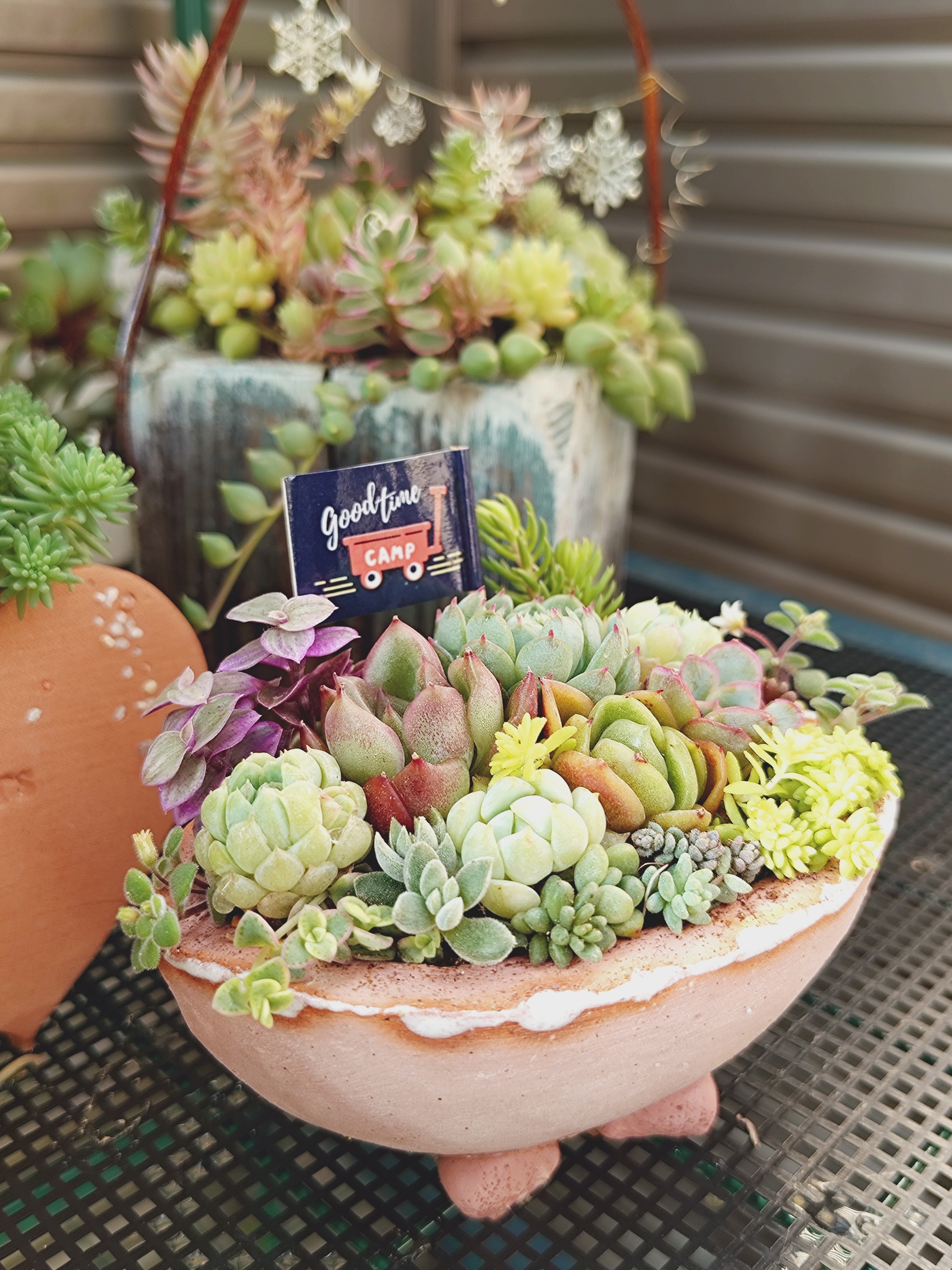 カット苗の寄せ植え | CAINZ DIY Square