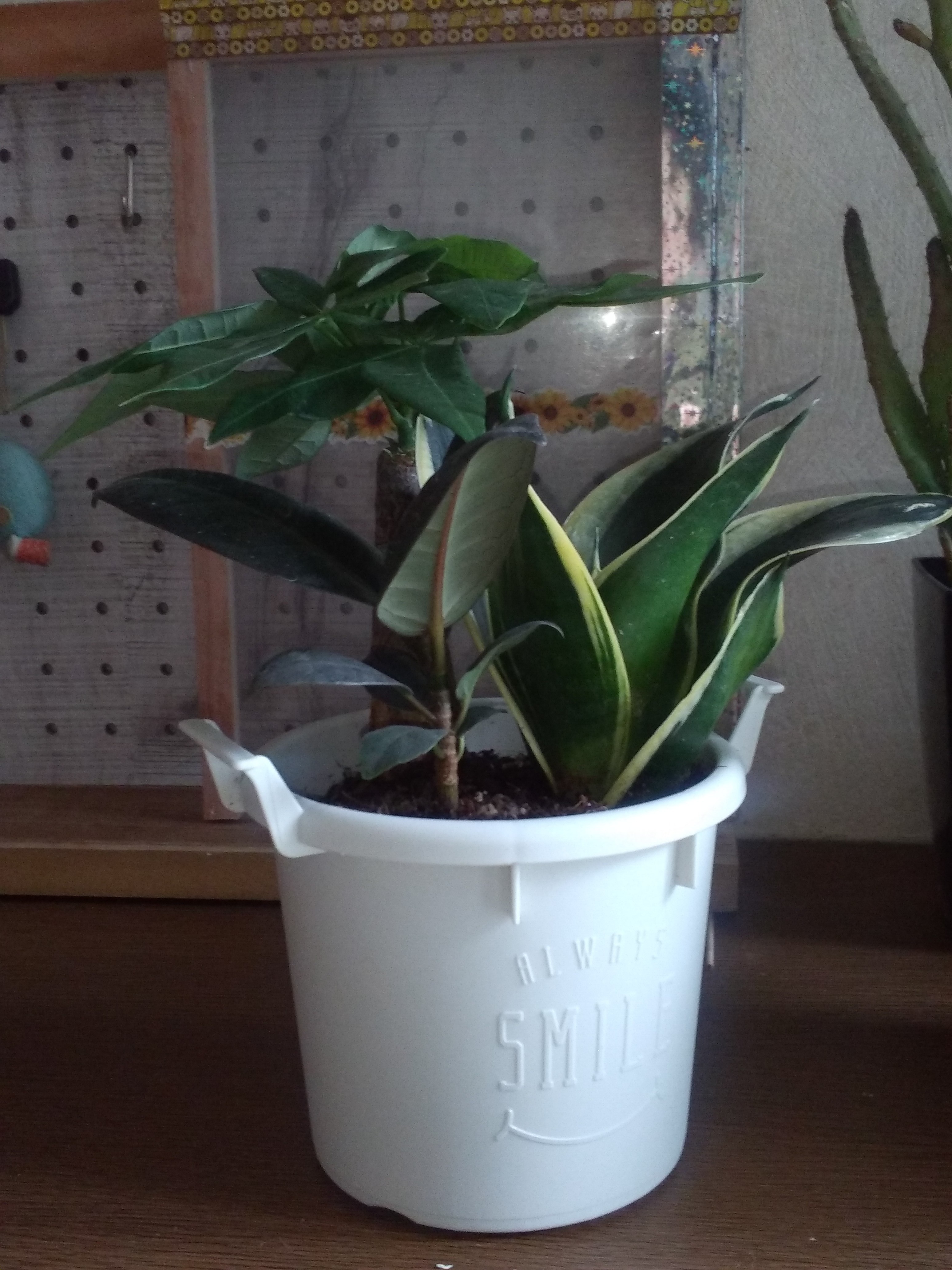 観葉植物の寄せ植え | CAINZ DIY Square