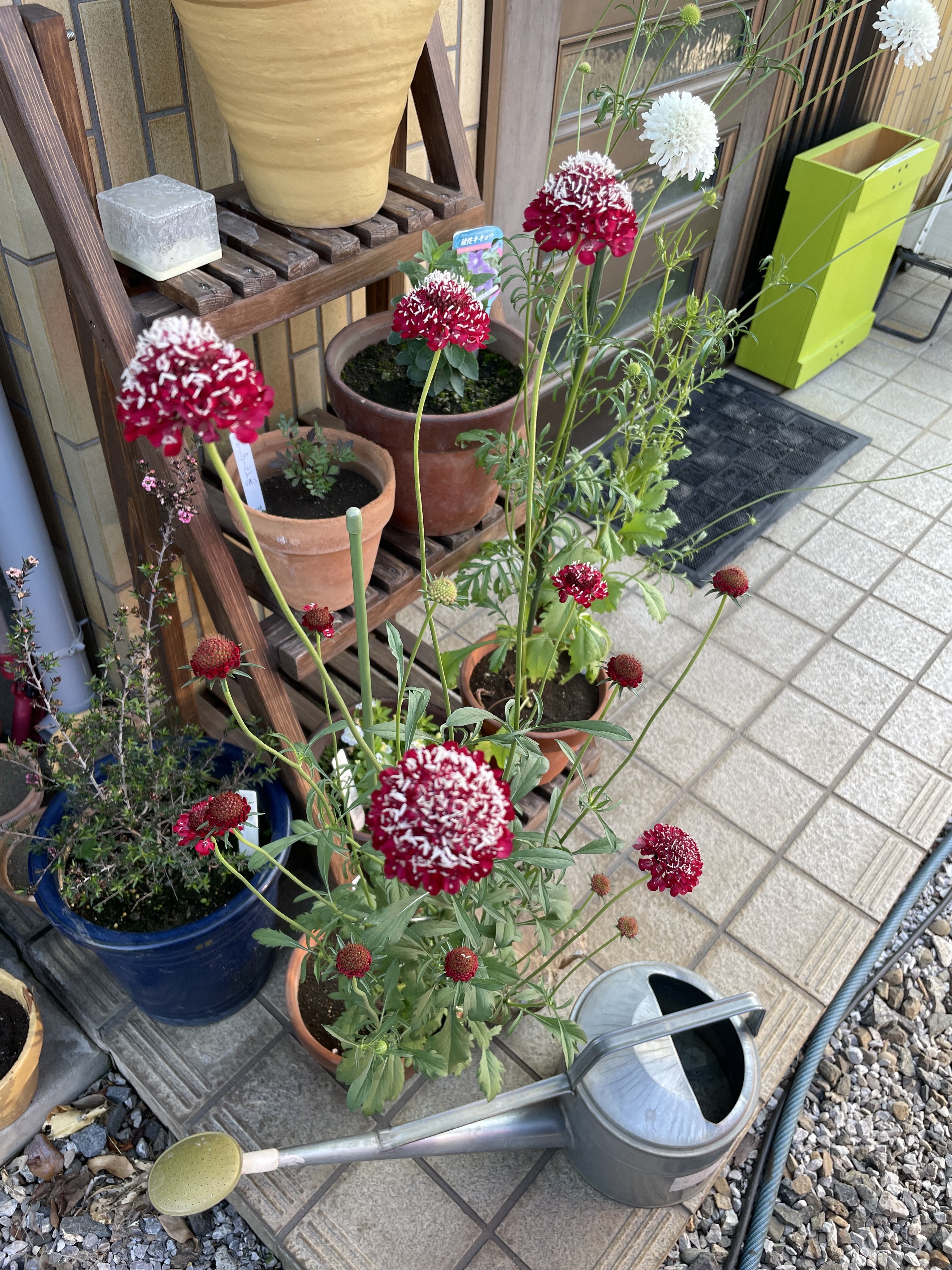 赤と白のスカビオサ鉢植え | CAINZ DIY Square