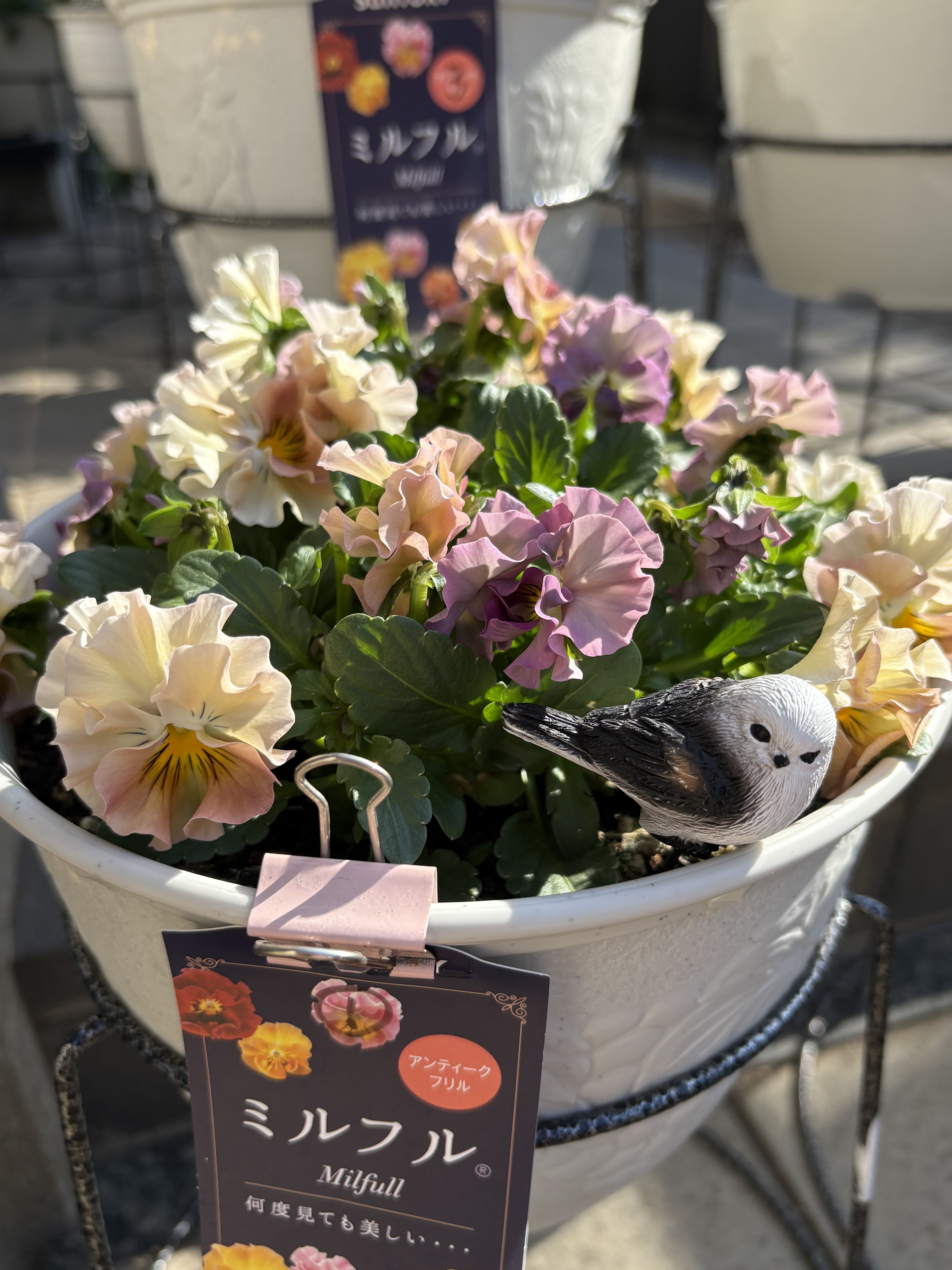 ミルフル🥰 | SUNSUNガーデン