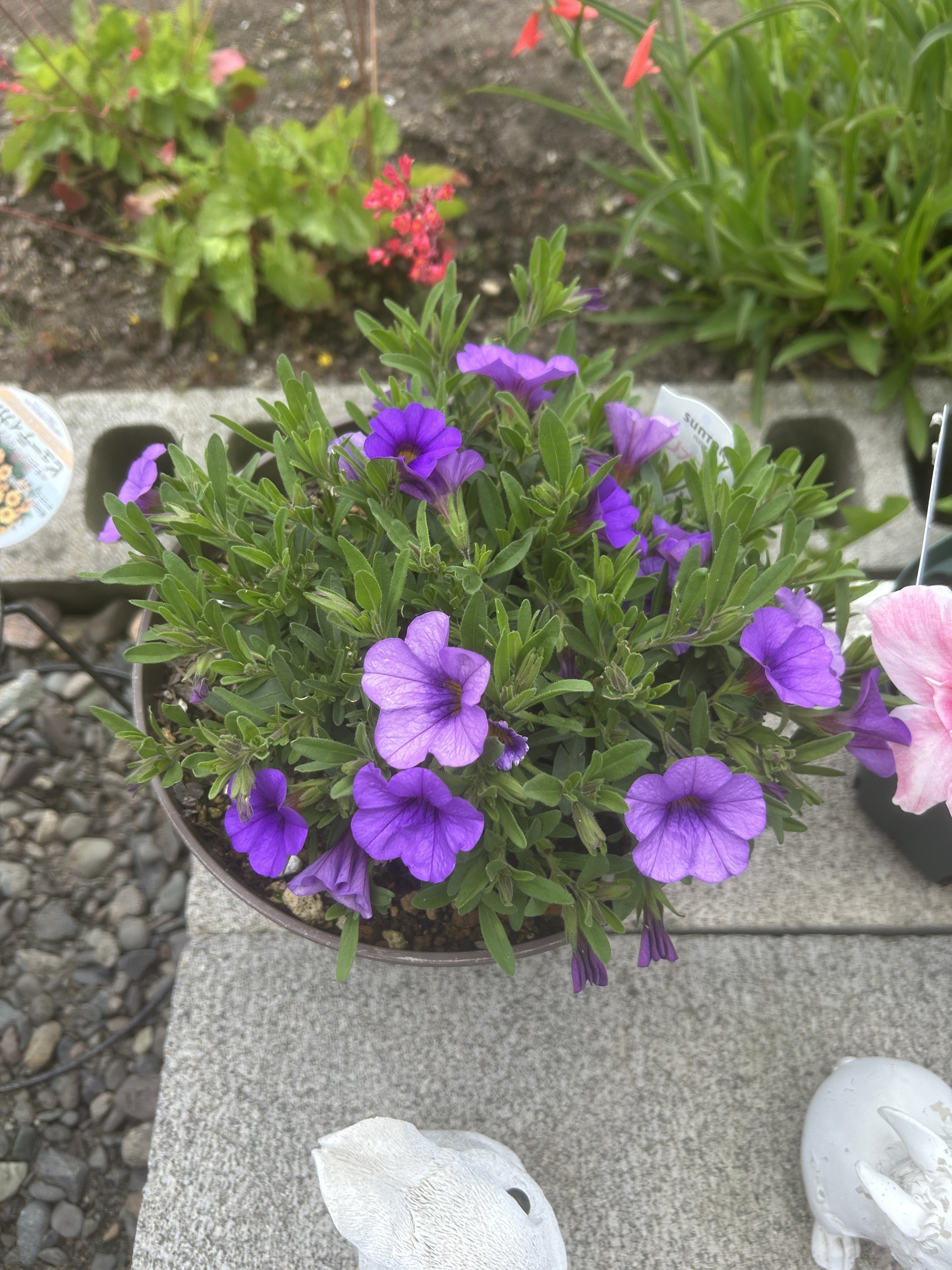 壁掛けお月見ガーランド　秋色紫陽花　パンパスグラス　おたふく南天 咲き始めました😆 | SUNSUNガーデン