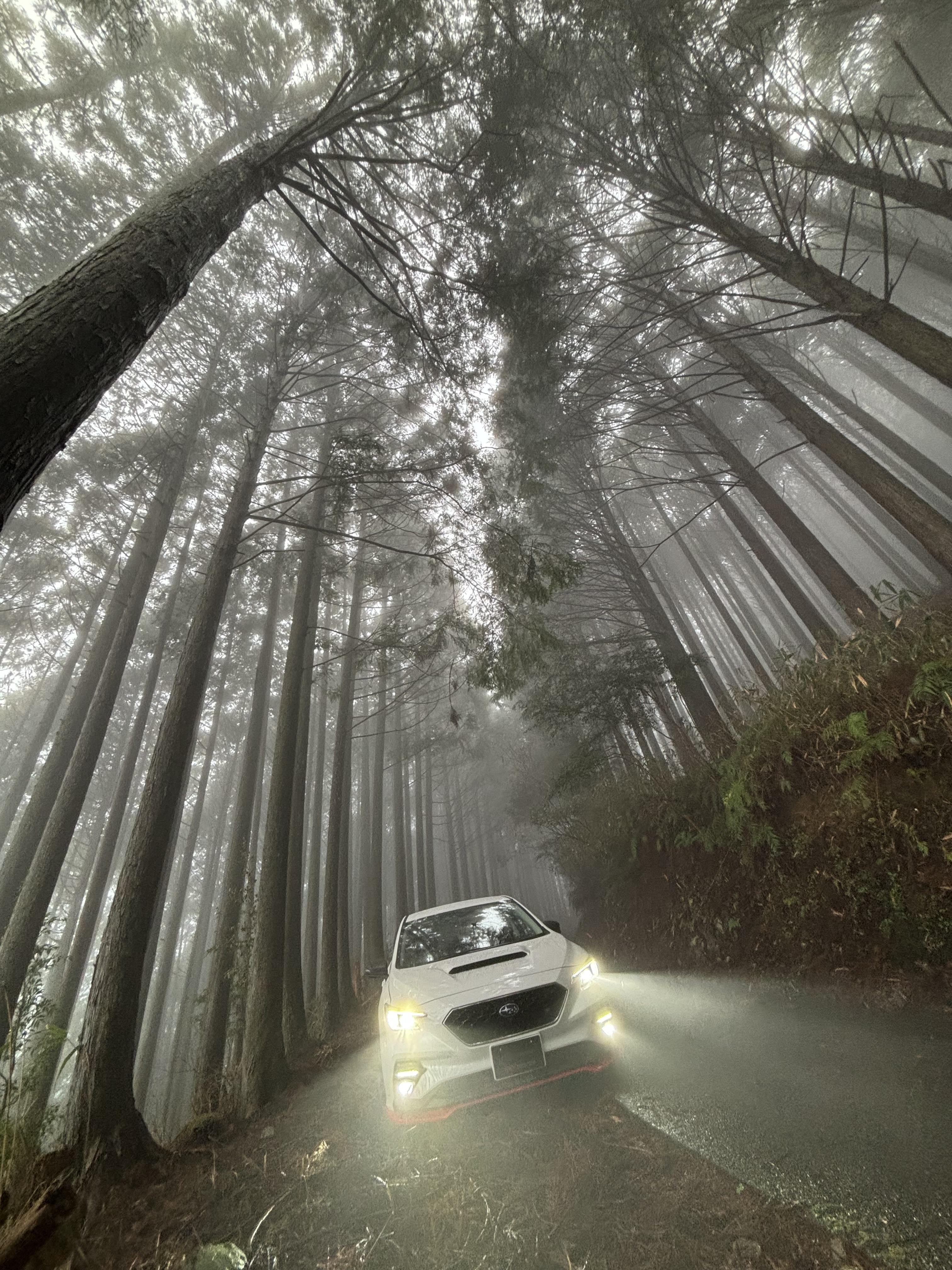霧の林の中で | スバ学＜SUBARU公式ファンコミュニティサイト＞