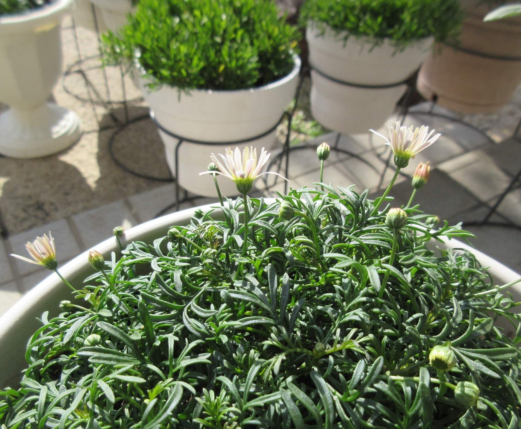 すぐ楽星空マム | SUNSUNガーデン