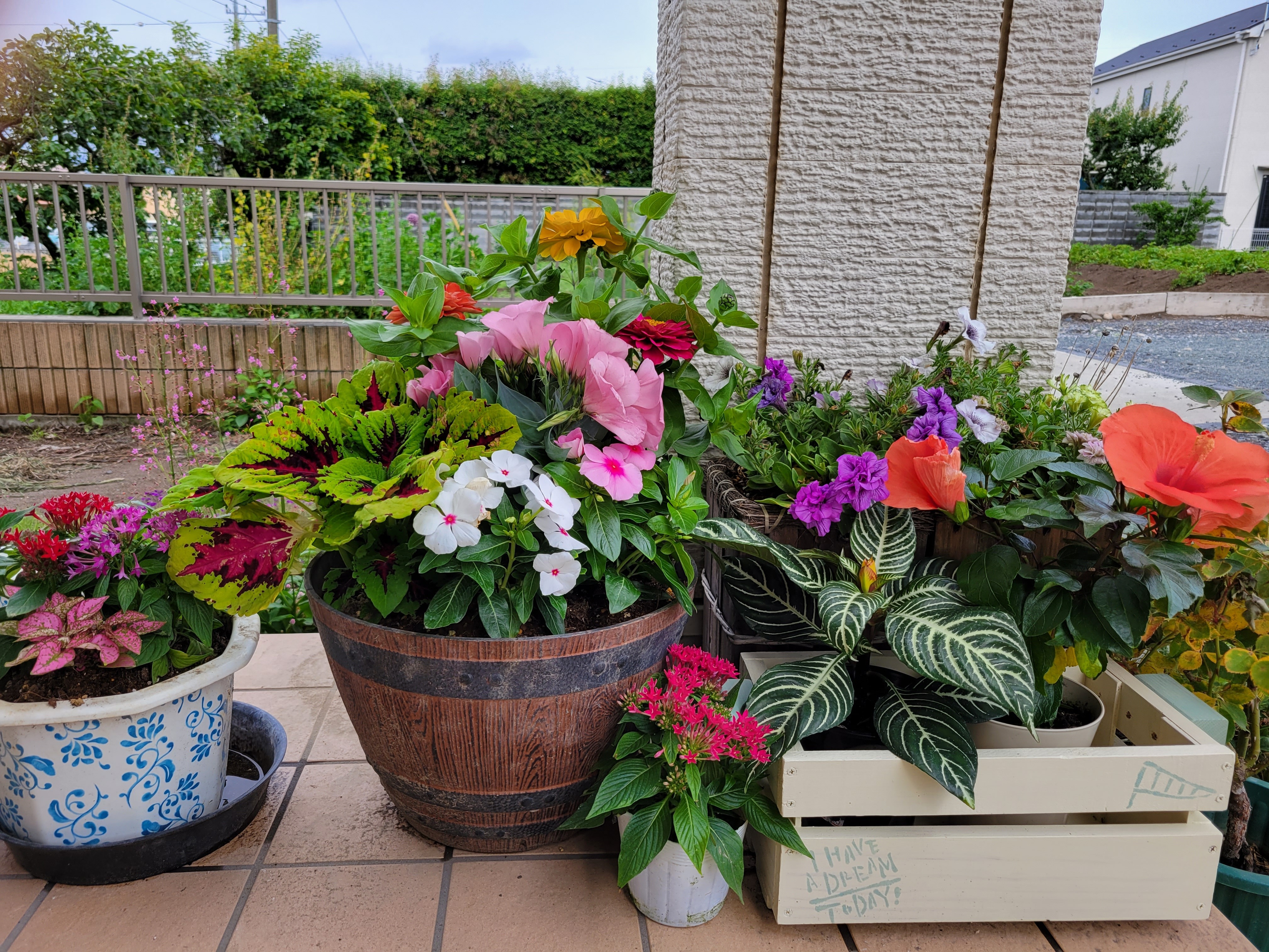 玄関に寄せ植えと 紫陽花 | CAINZ DIY Square