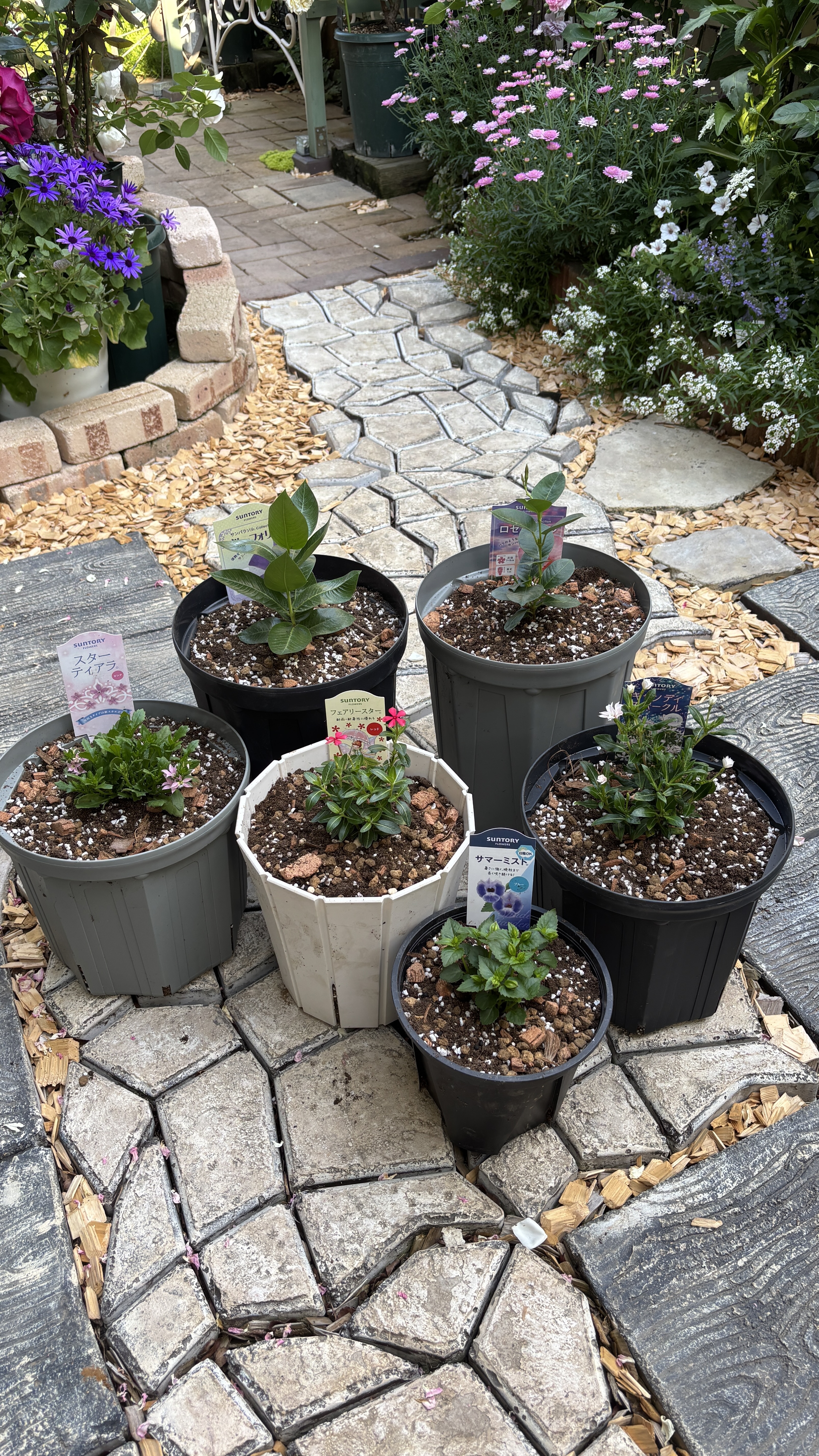 アンバサダー苗の植え付け | SUNSUNガーデン