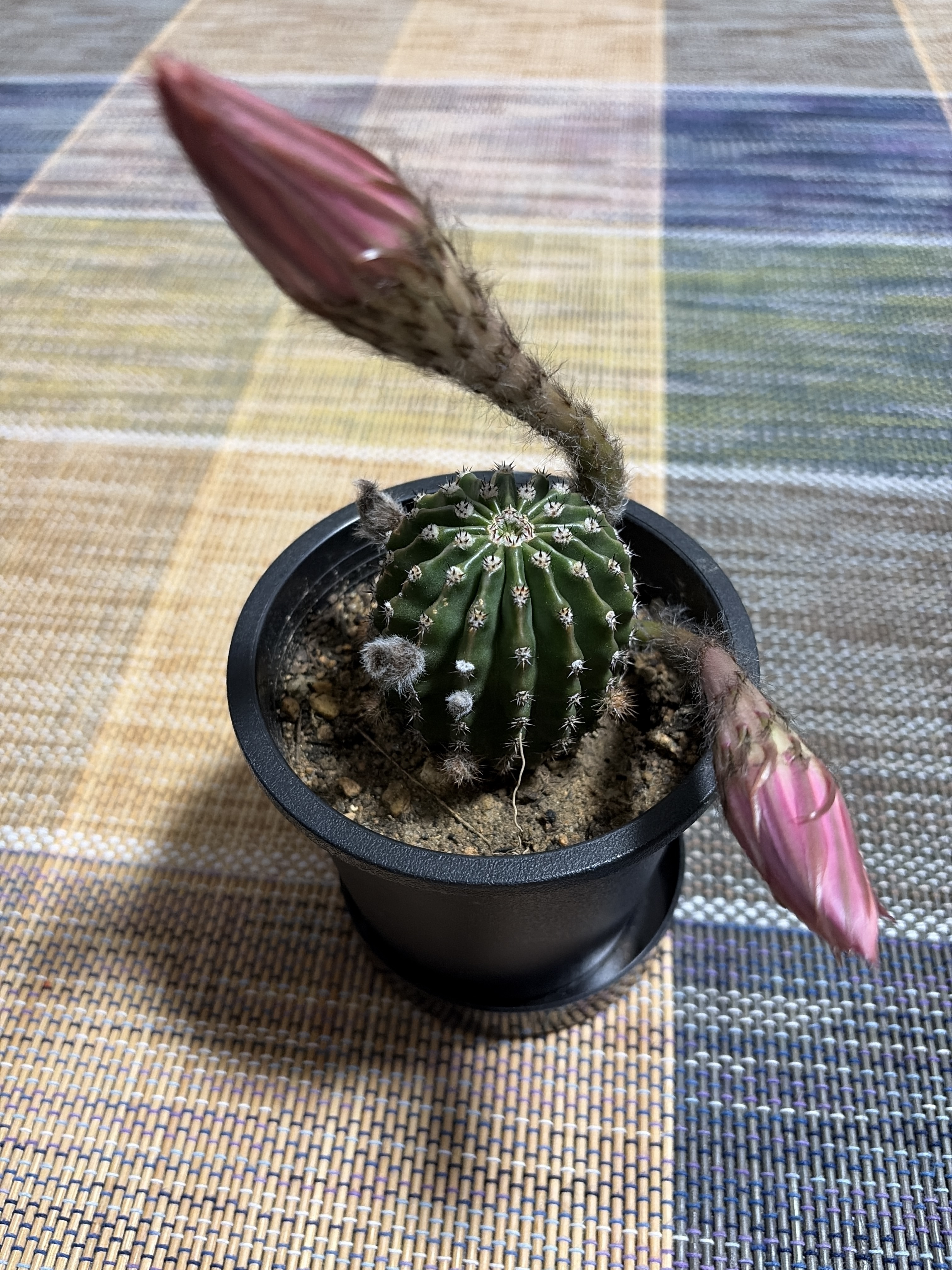 サボテンに花が咲きました💦 | CAINZ DIY Square
