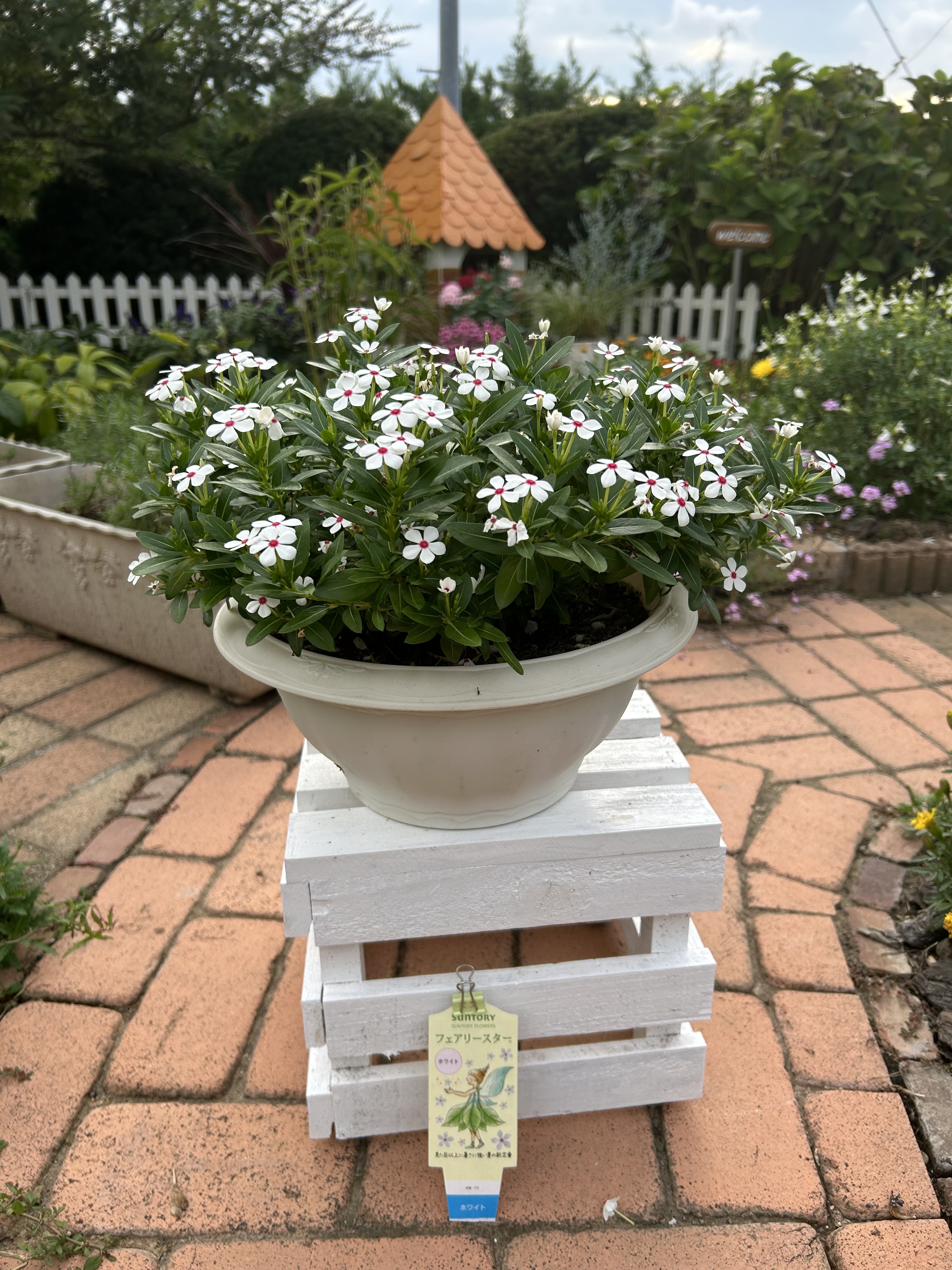 花入二点 花入二点 カード検索 ｜ Z/X - Zillions of enemy X - ゼクス