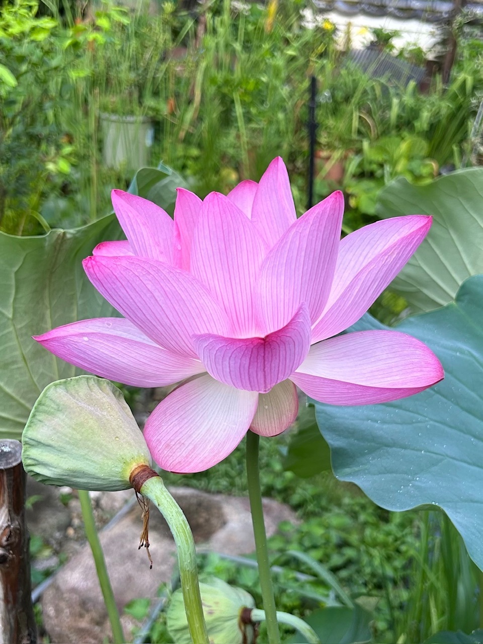 外装塗装　睡蓮花 昨日の蓮 | CAINZ DIY Square