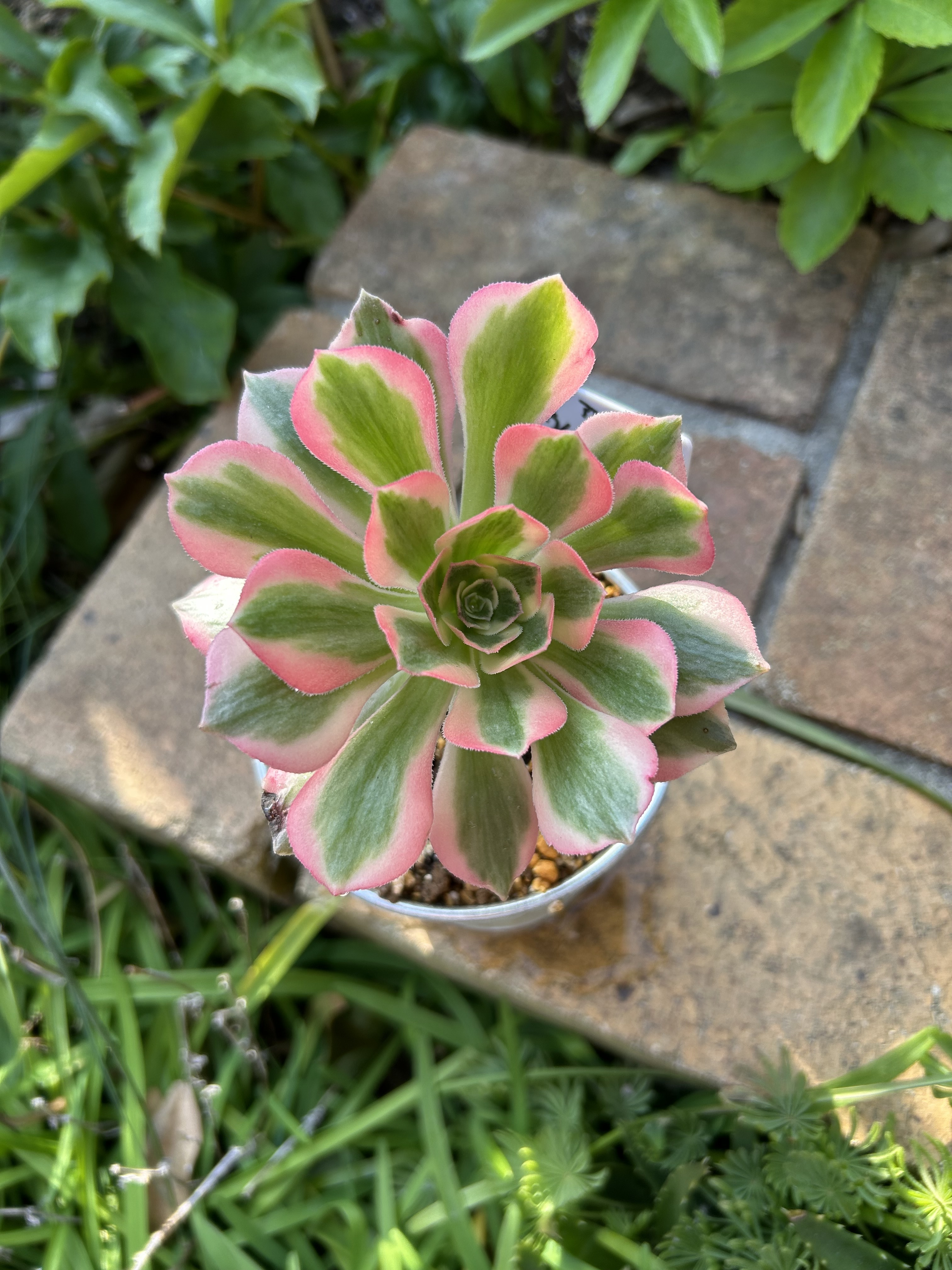 アエオニウム ピンクウィッチ錦 | CAINZ DIY Square