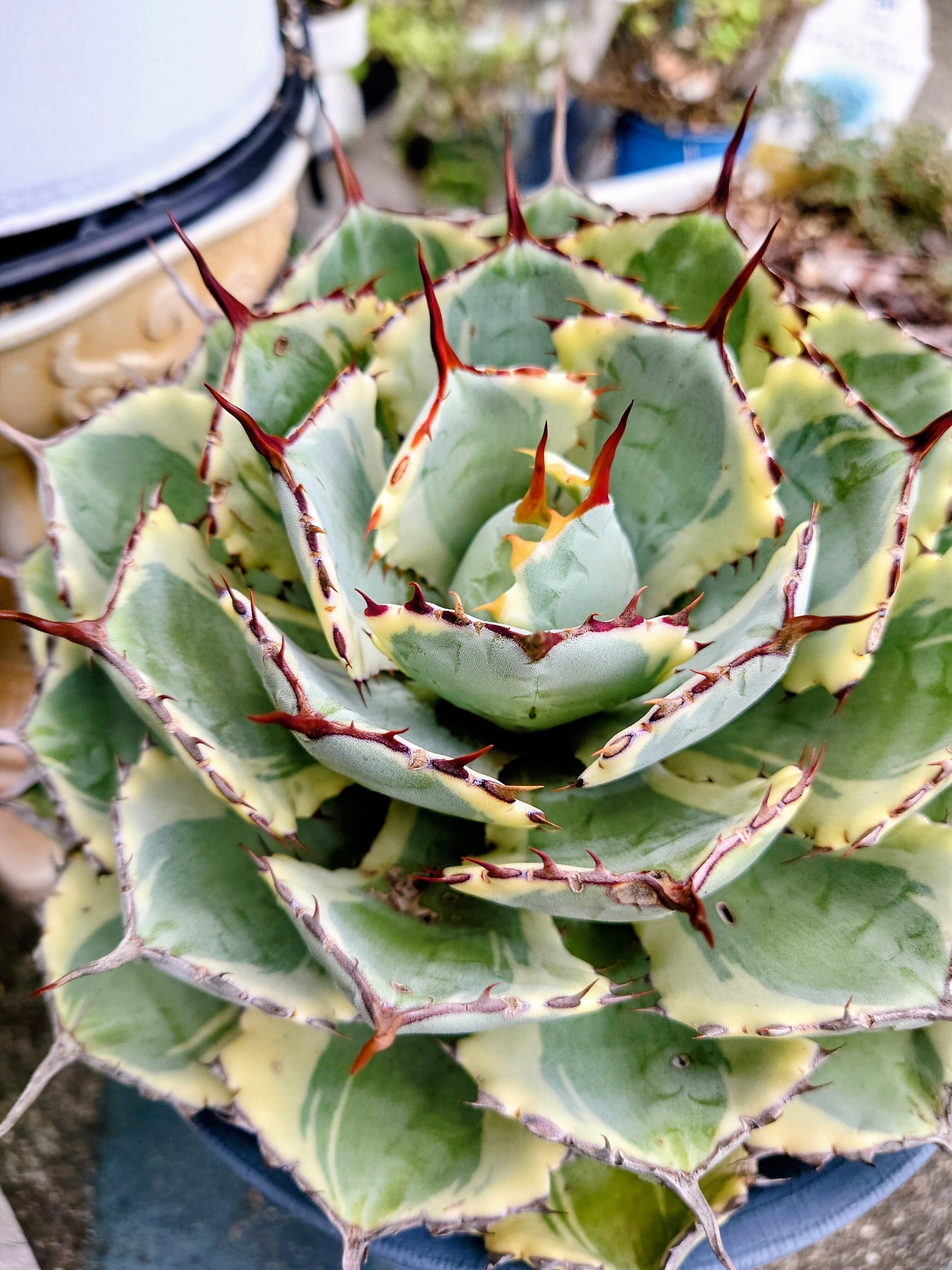 アガベ（吉祥冠錦）子株出てました💕 | CAINZ DIY Square