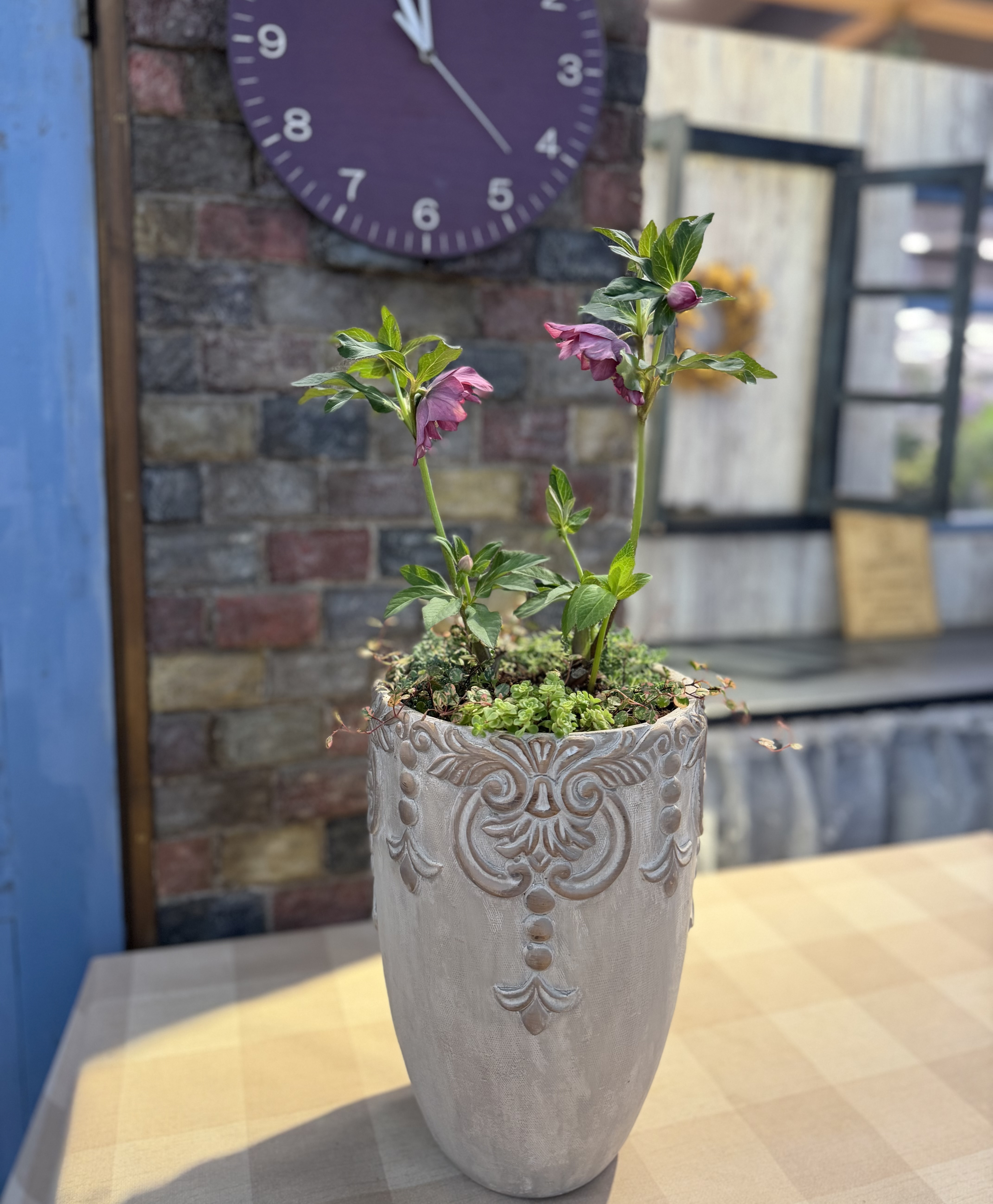 クリスマスローズの寄せ植えWS | CAINZ DIY Square