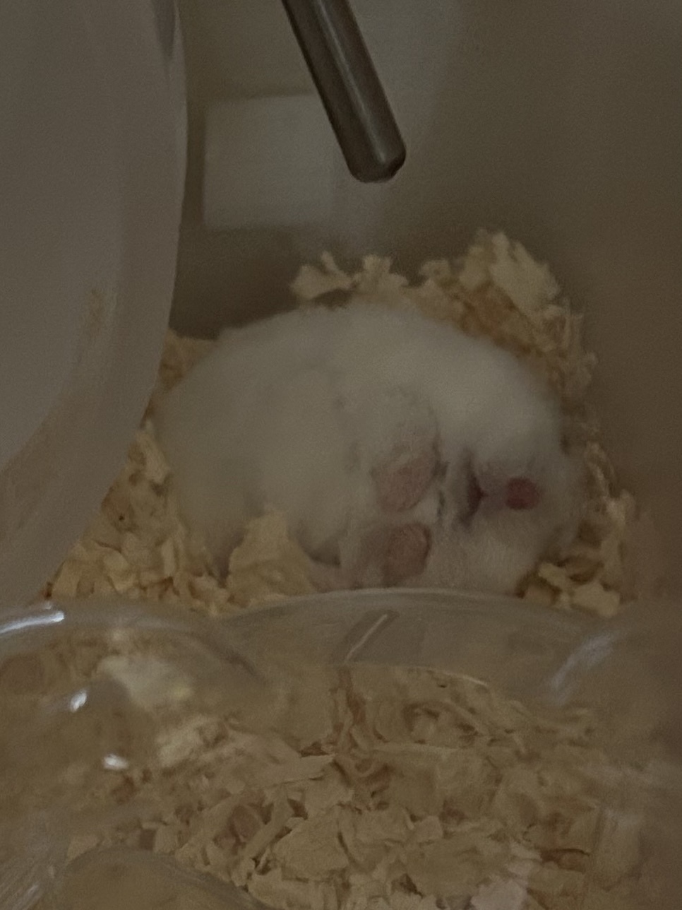 雪見だいふくちゃん🐹