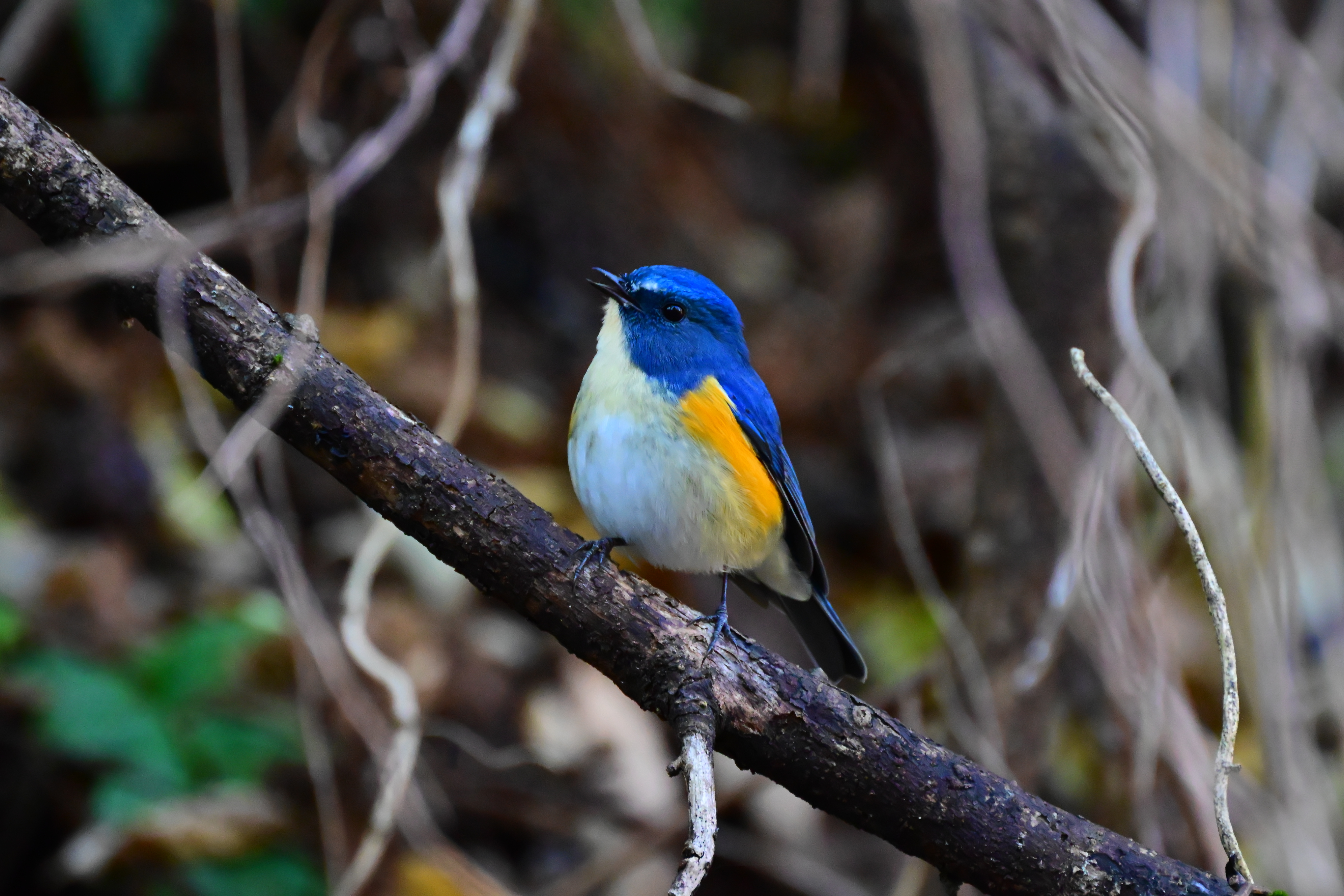 幸せの青い鳥 | PHOTO HUB by nikkor club