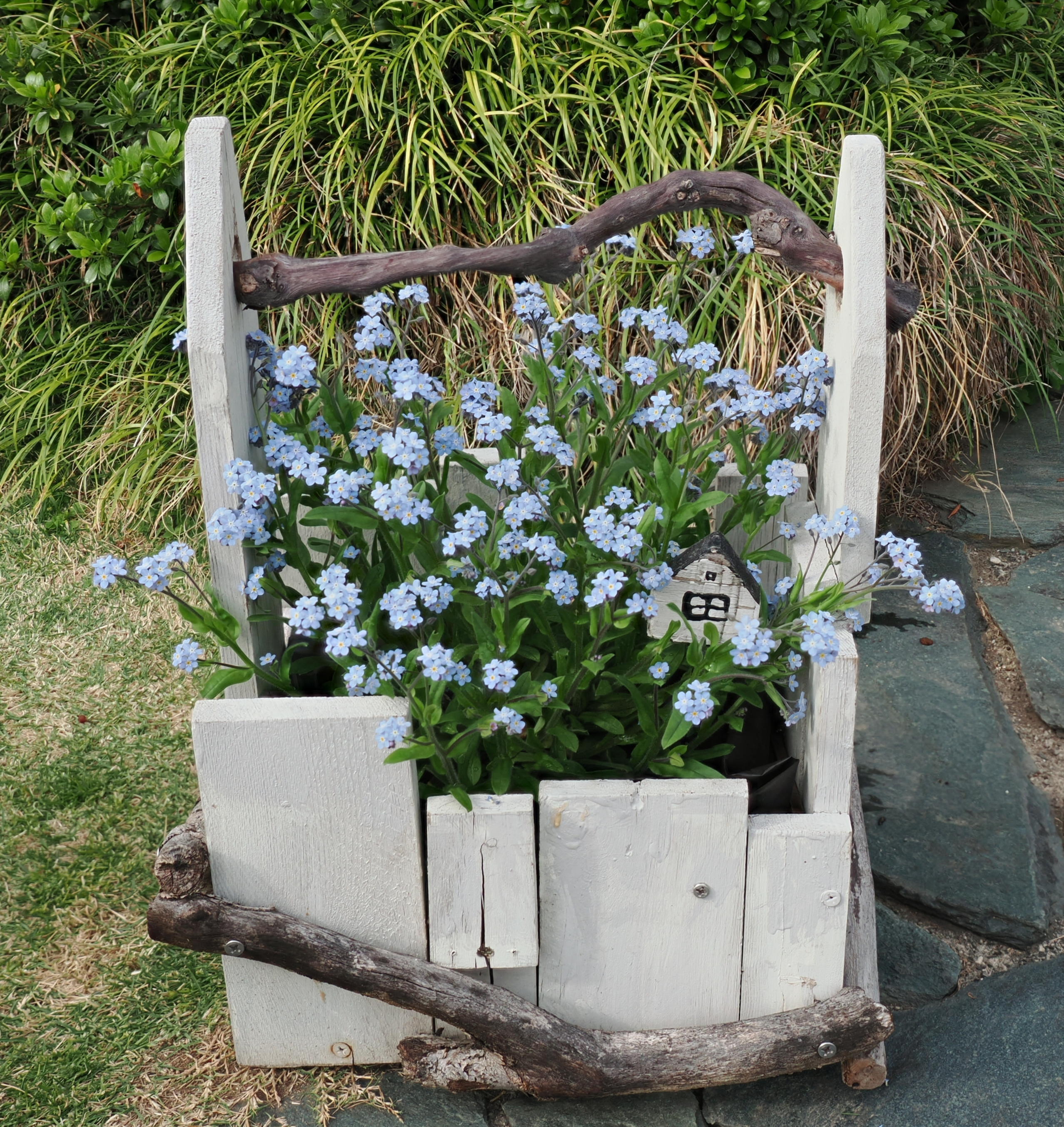 満開のわすれな草 | CAINZ DIY Square