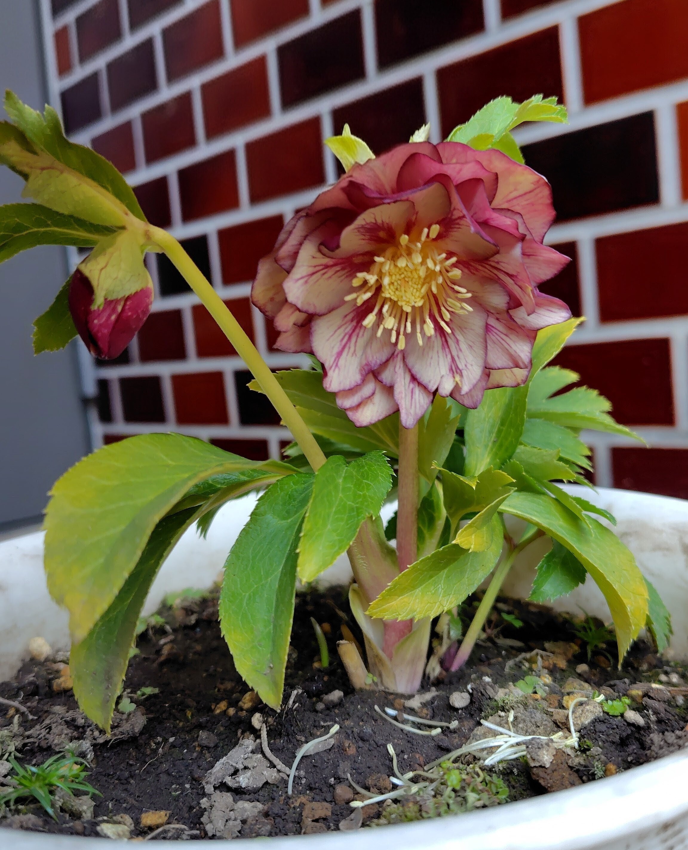 クリスマスローズ🌹 | CAINZ DIY Square