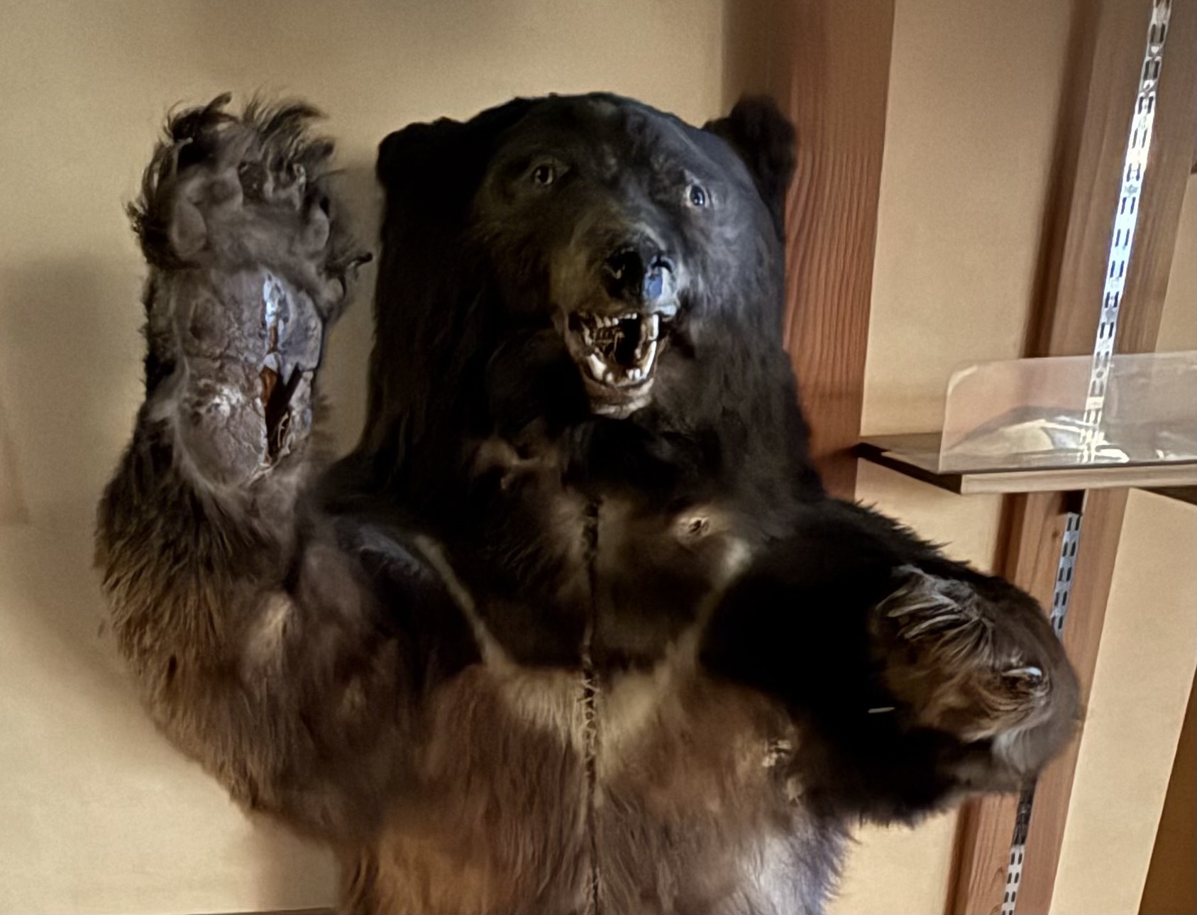 クマの剥製 直接取引限定 熊の置物 剥製？ はく製？ 約1.5メートル 写真参照の通販