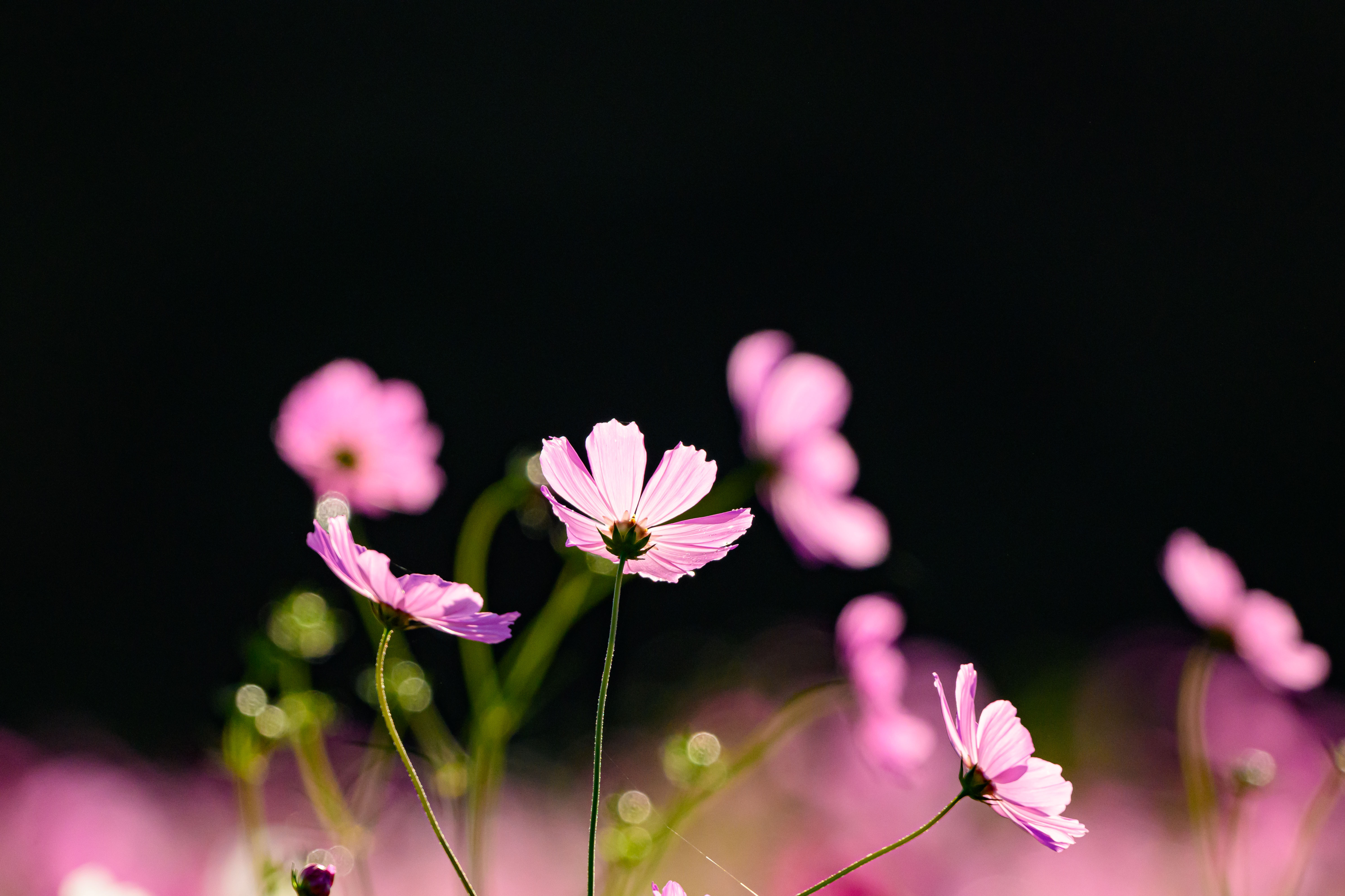 春秋 きらきら 秋桜 | PHOTO HUB by nikkor club