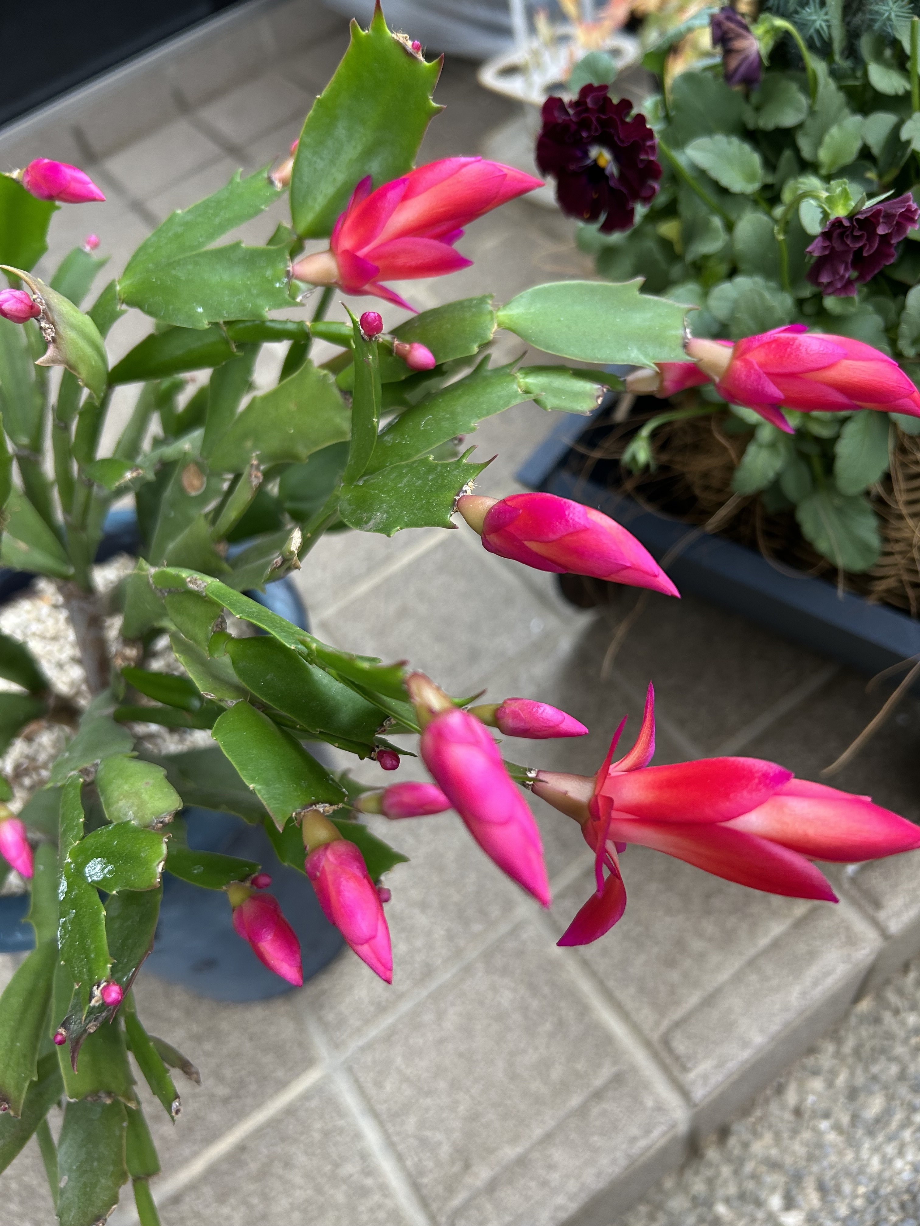 シャコバサボテン | CAINZ DIY Square