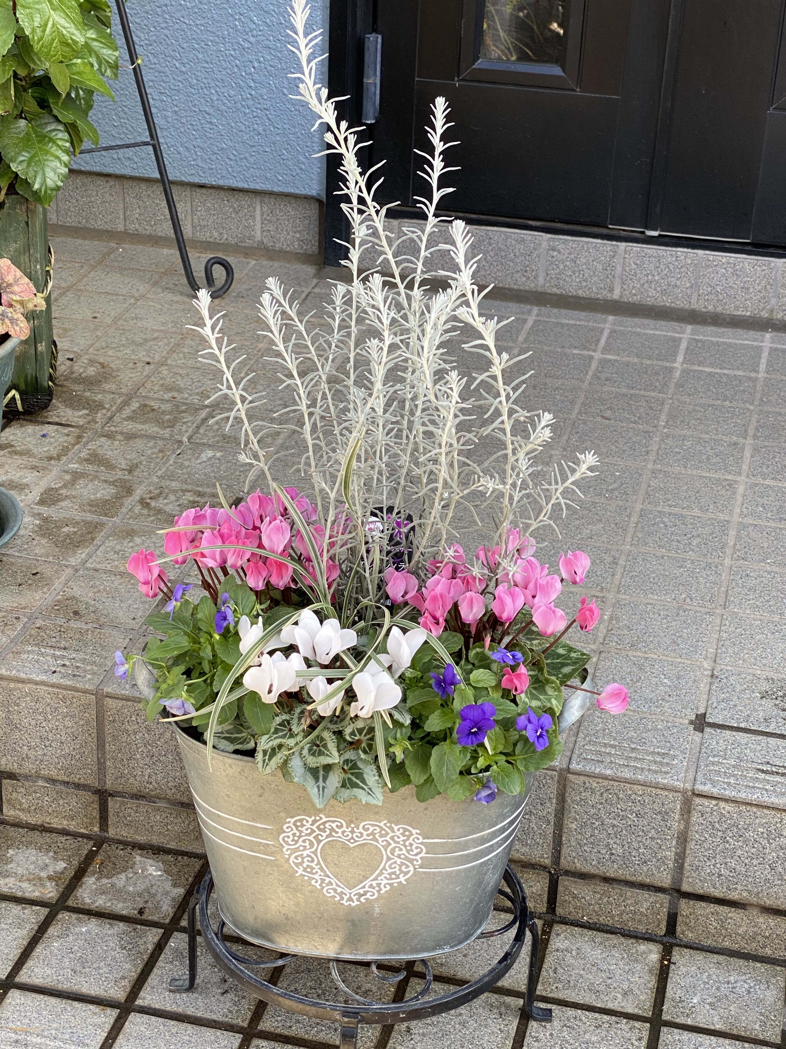 💓シクラメンとビオラの寄せ植え💓 | CAINZ DIY Square