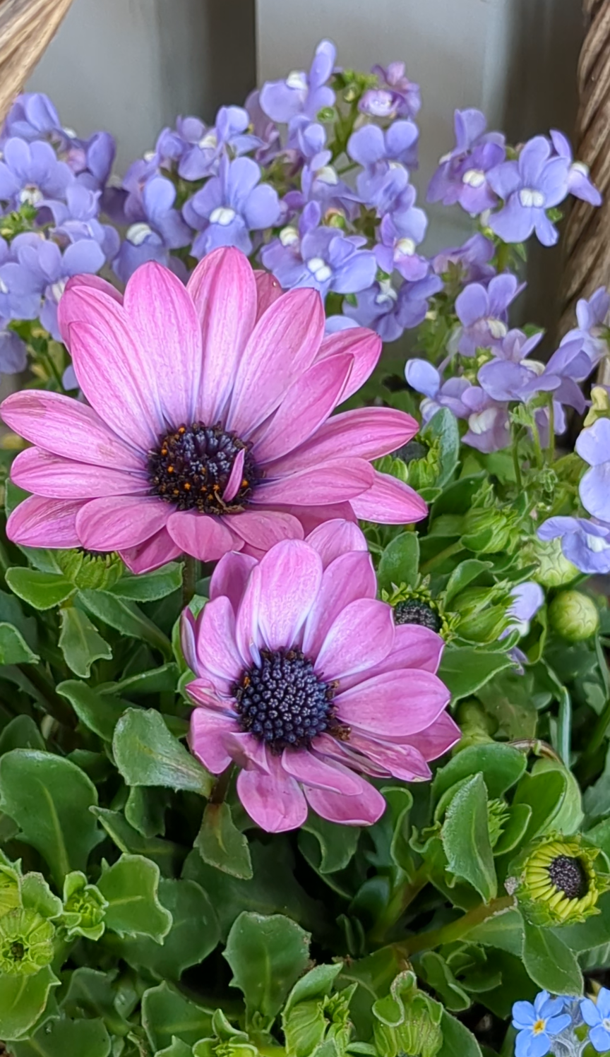 春風のバスケット寄せ植え🩷💜 | CAINZ DIY Square