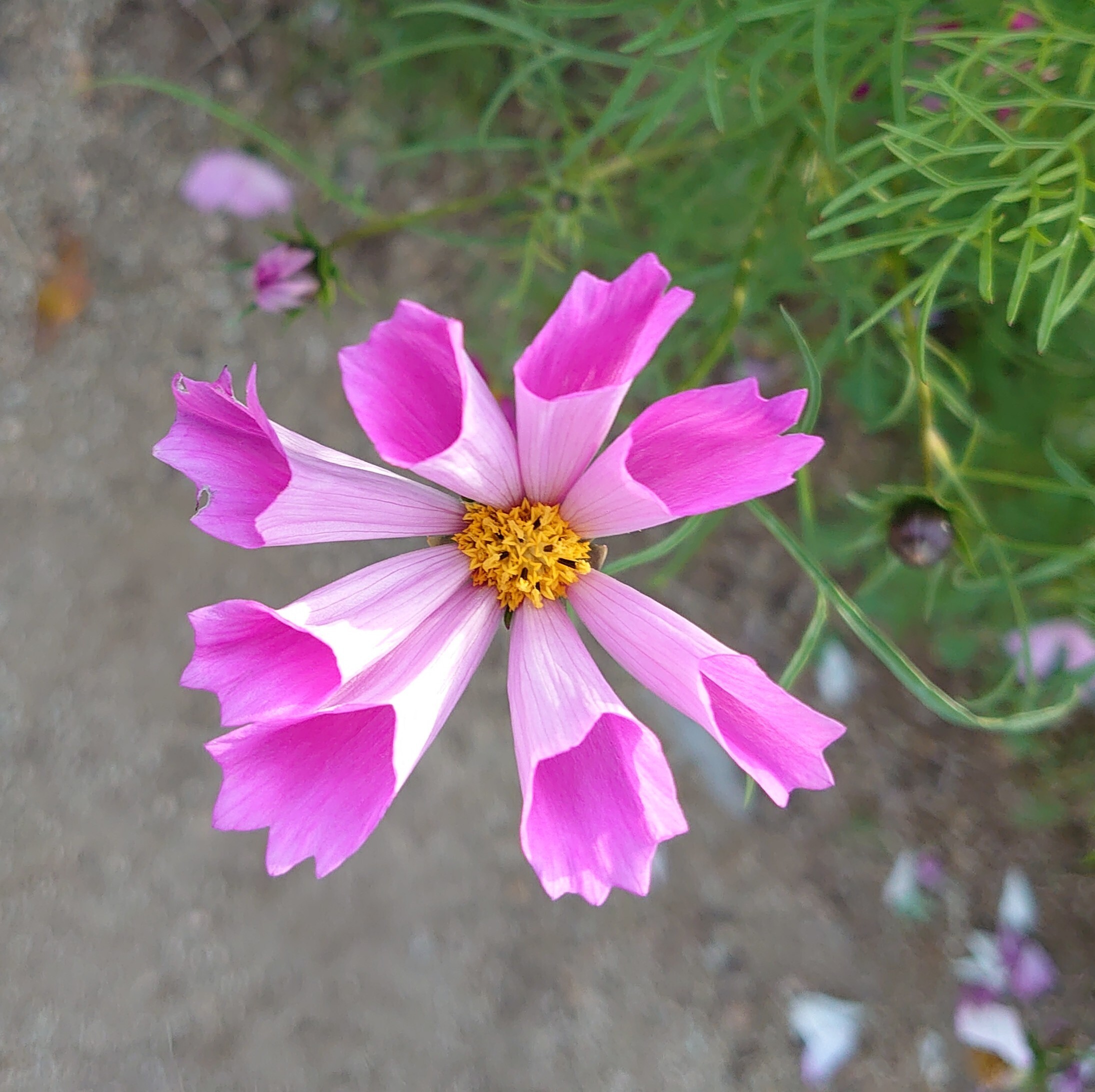 筒状の花びら | CAINZ DIY Square