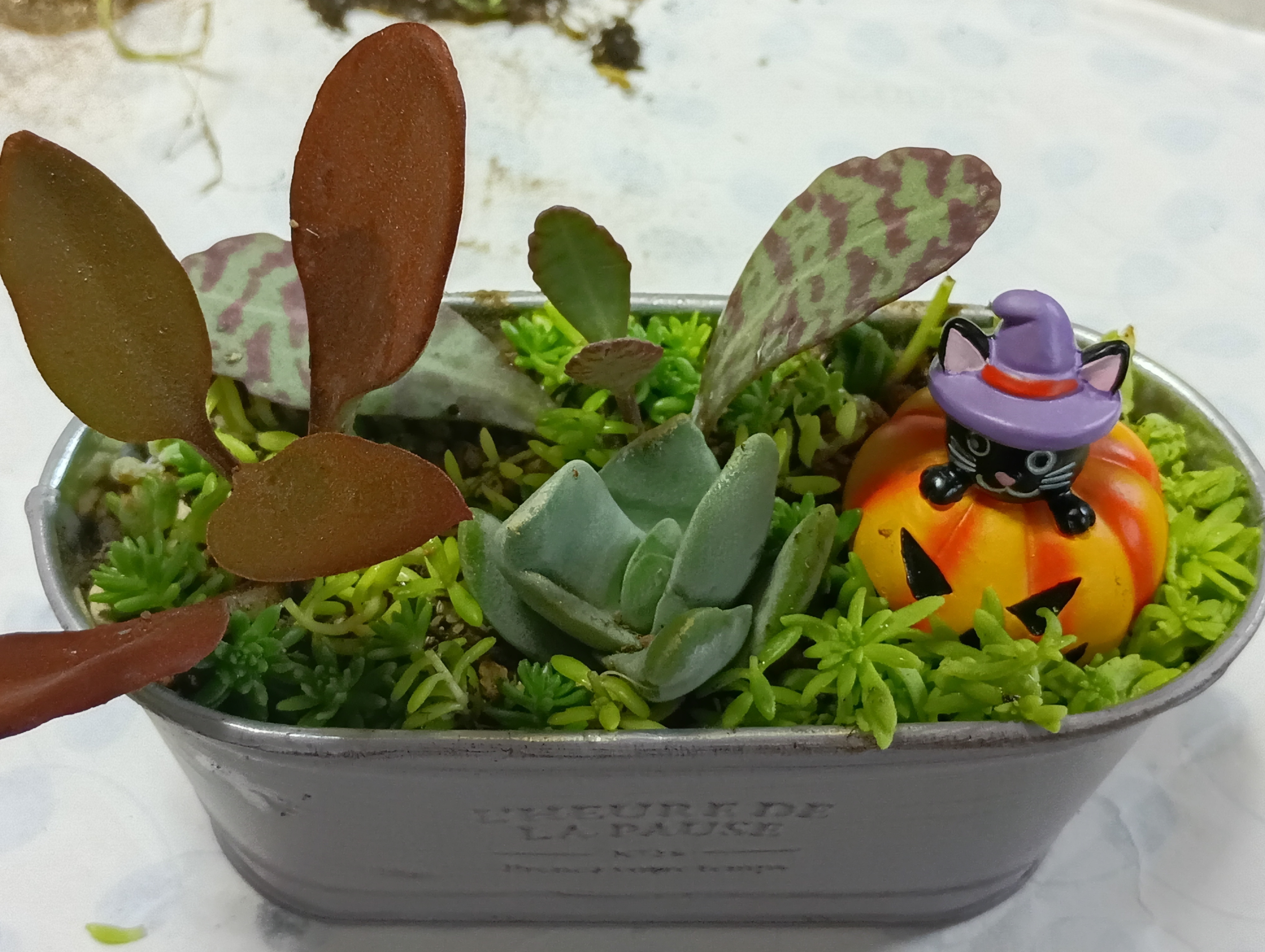 ミニチュア猫島アイランドフェイクガーデン、ハンドメイド、1点物、多肉植物サボテン ミニチュア猫島アイランドフェイクガーデン、ハンドメイド、1点