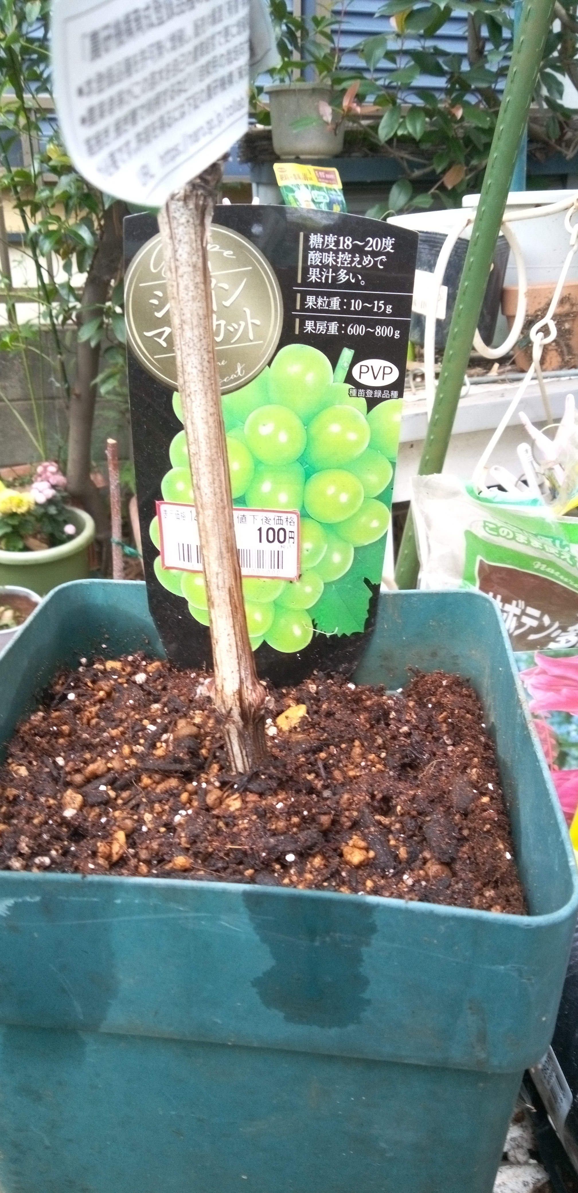 お得なシャインマスカットの株を購入しました。😌🌸💕 | CAINZ DIY Square