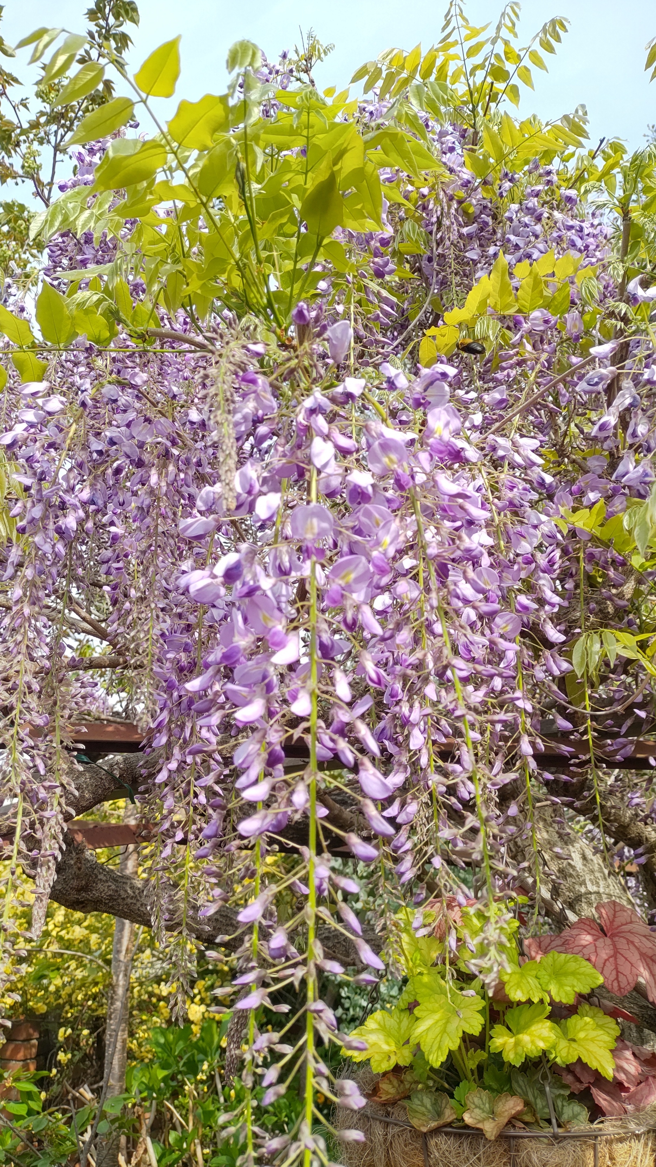 7246 アンジュルム 後藤花 生写真 2枚セット 7246 アンジュルム 後藤花 生写真 2枚セット