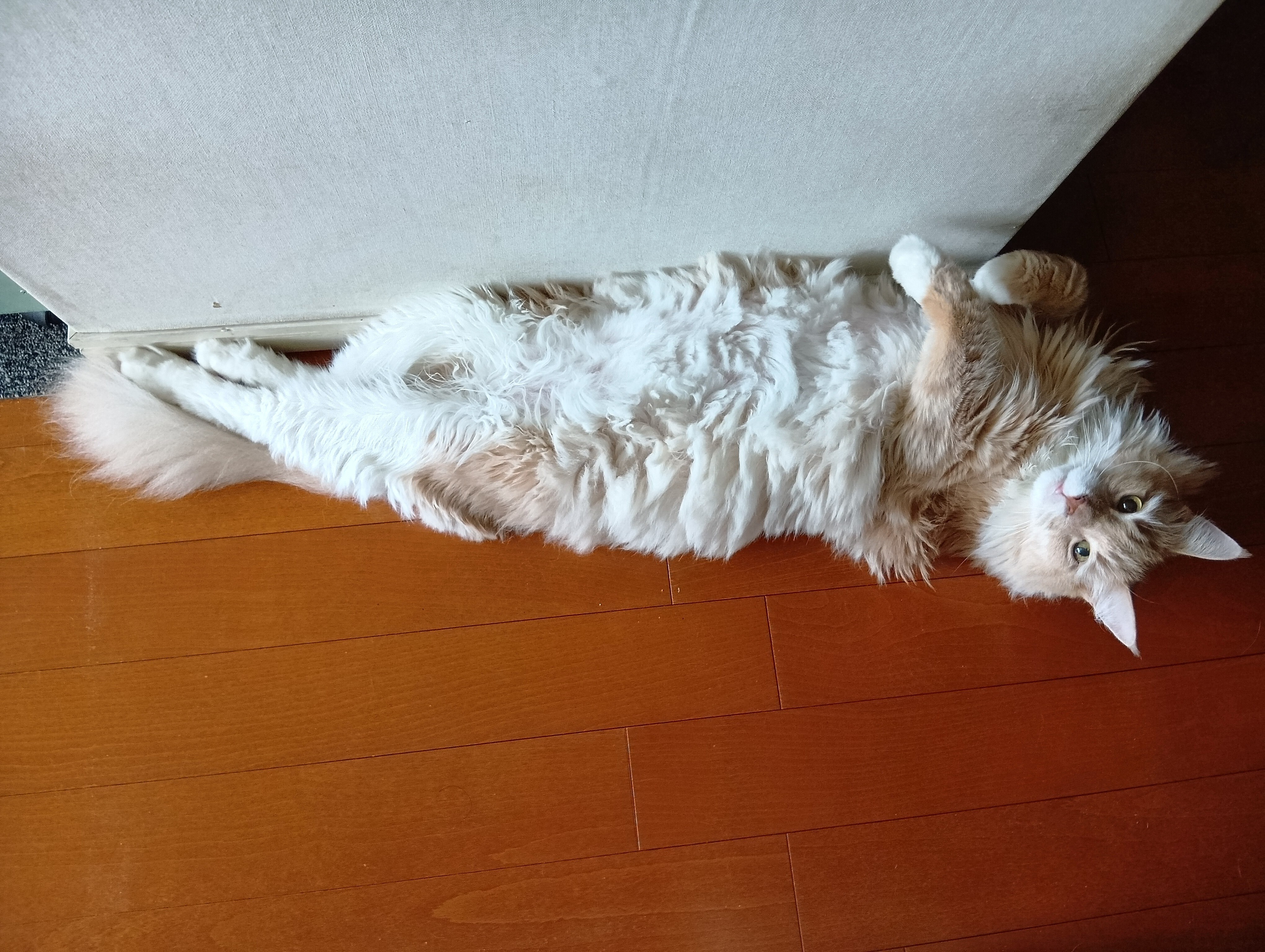 新たな避暑地😸