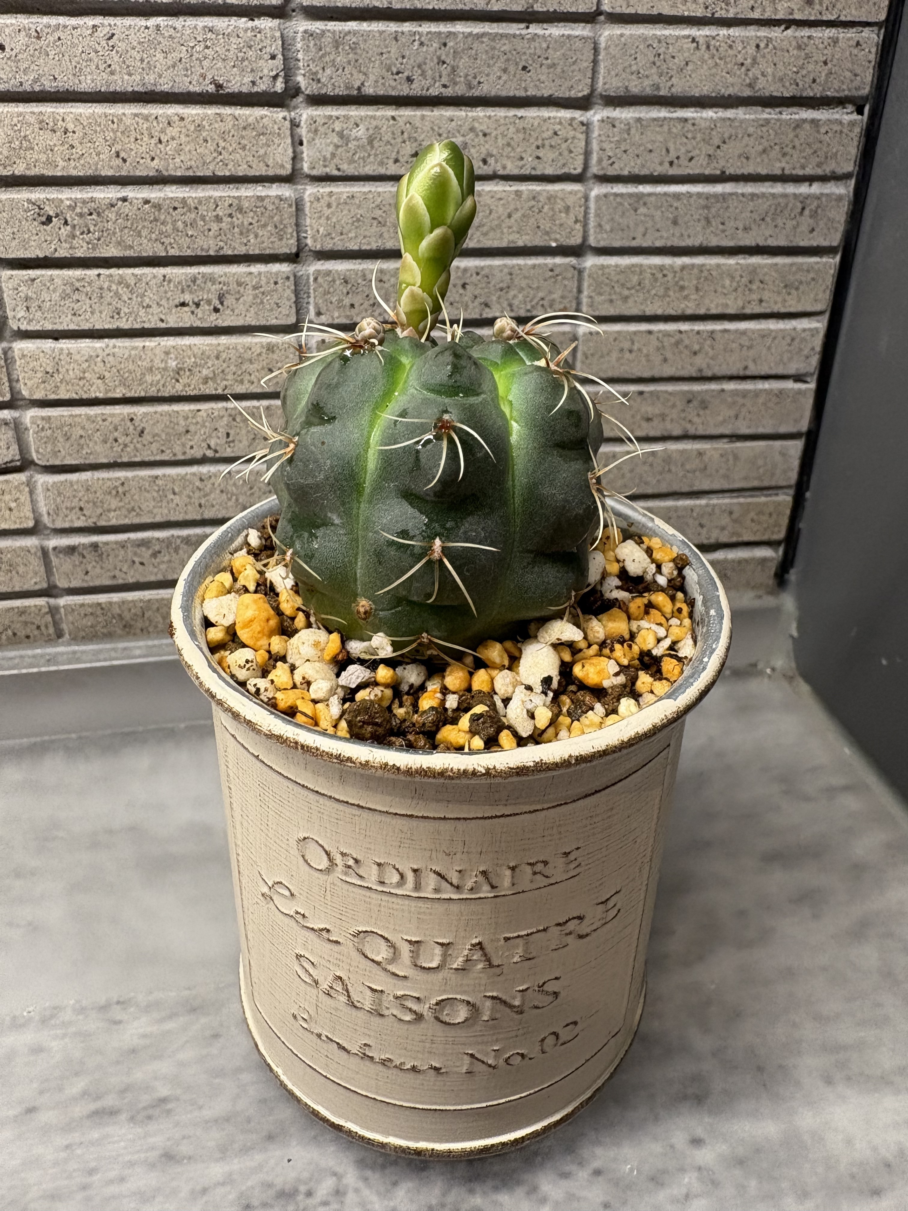 おひとり様のサボテン🌵 | CAINZ DIY Square