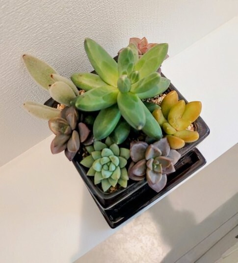 多肉植物の寄せ植え🌵 | CAINZ DIY Square