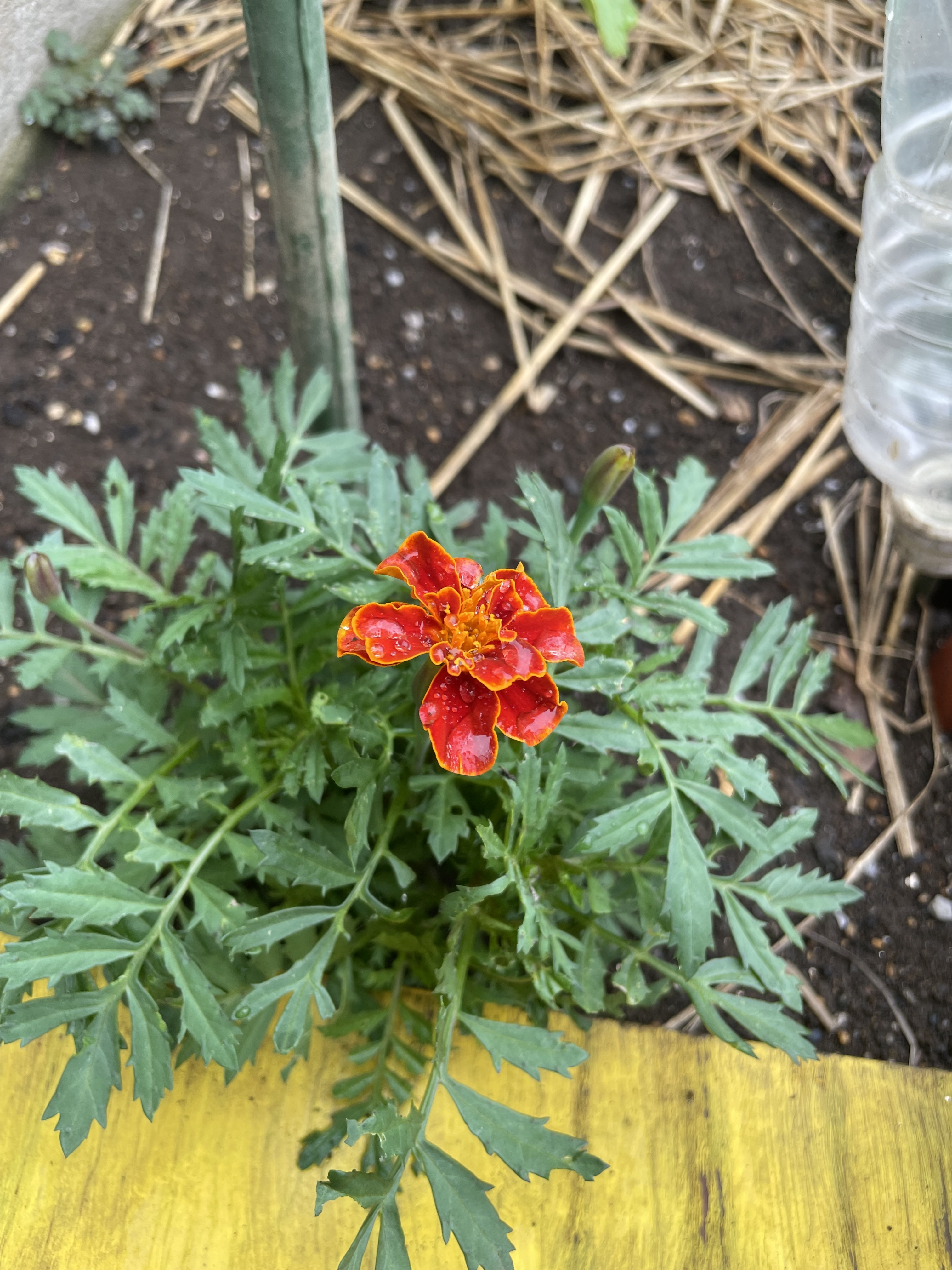 花の種・マリーゴールド・自然農法 コンパニオンプランツ Summer vegetables and marigolds Companion plants 20/5/12 - YouTube