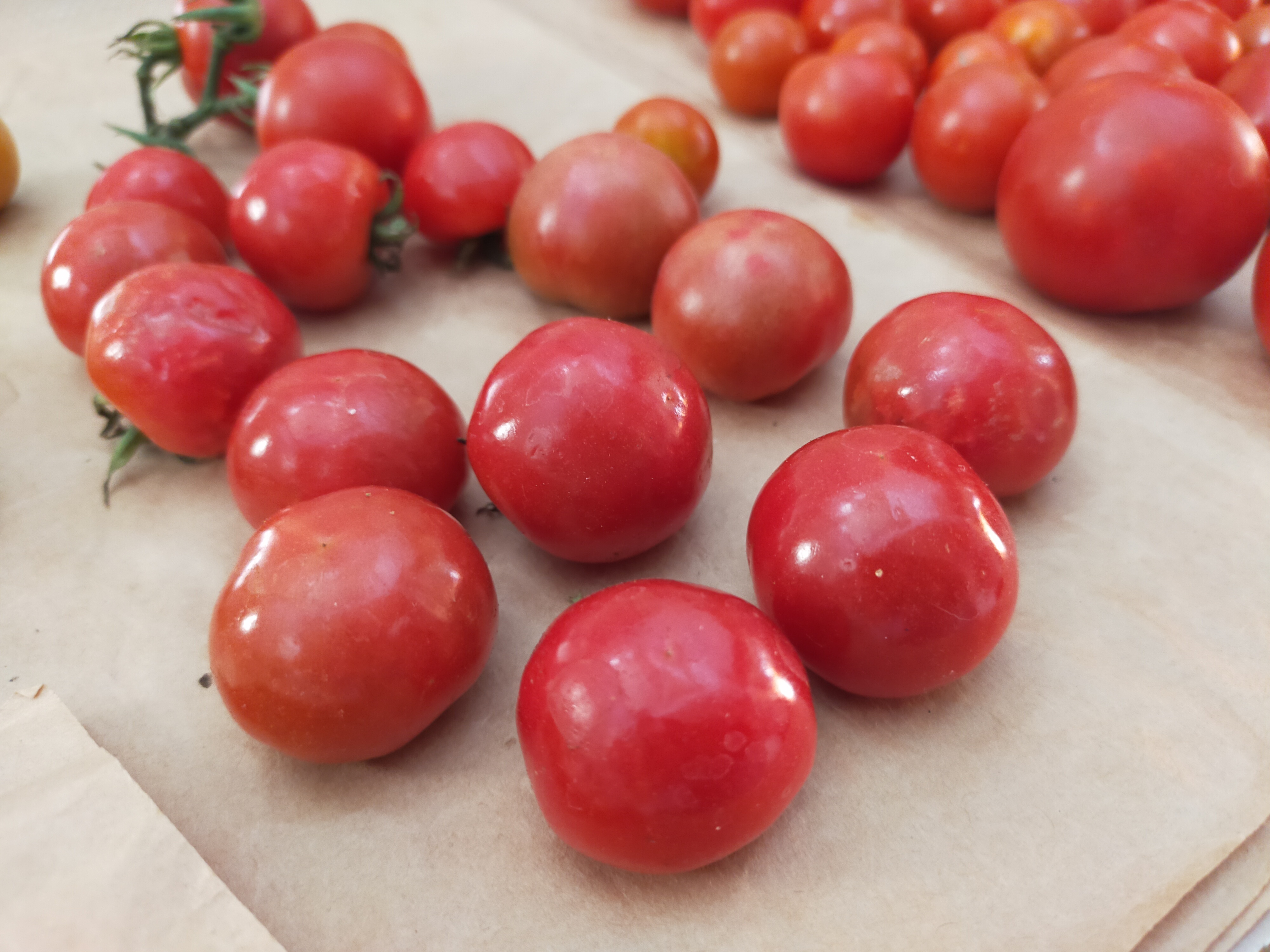 ちょぷちぷ 🍅プチぷよ ツヤツヤのプニプニ🍅 | CAINZ DIY Square