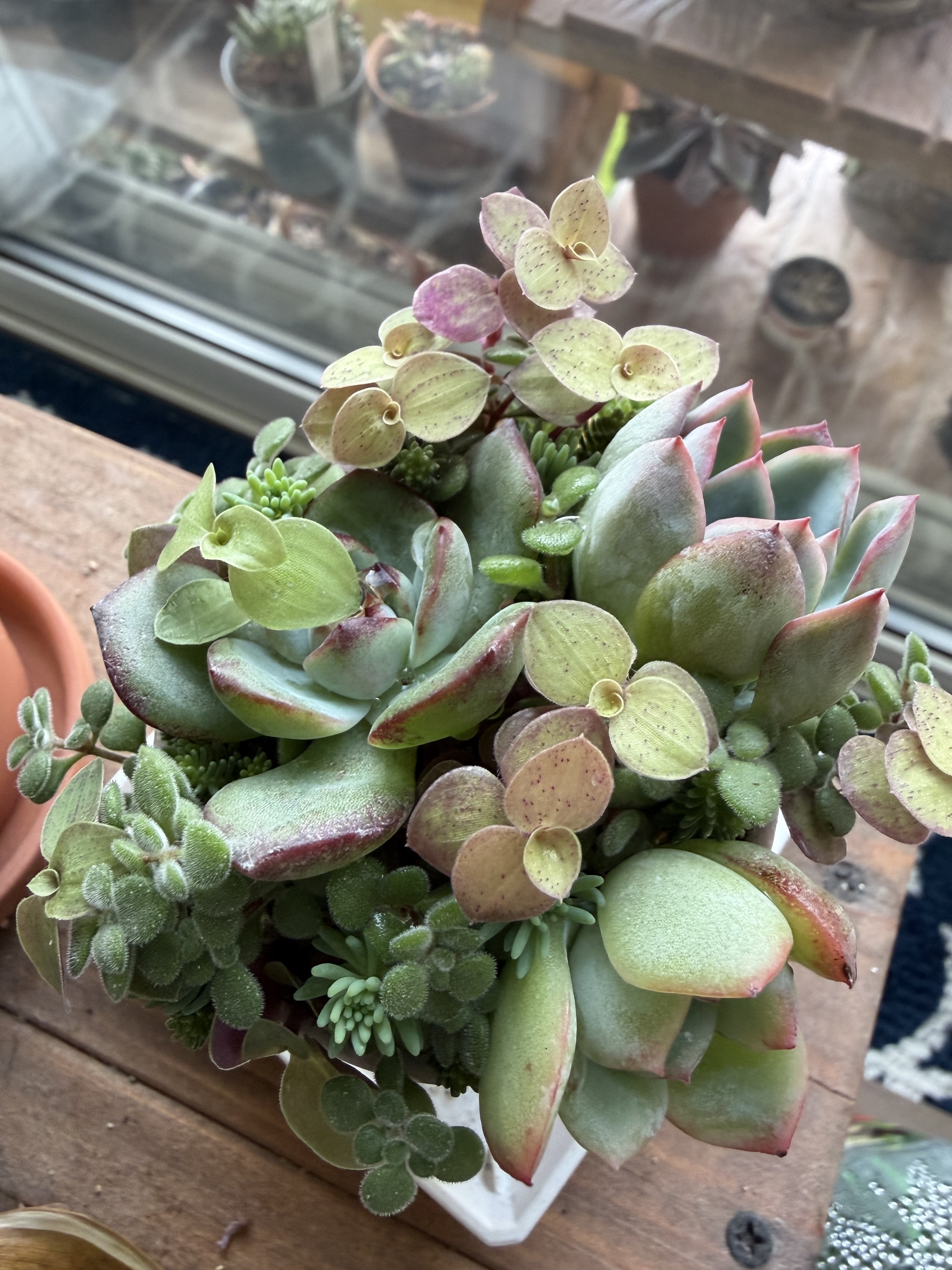 多肉の寄せ植え | CAINZ DIY Square