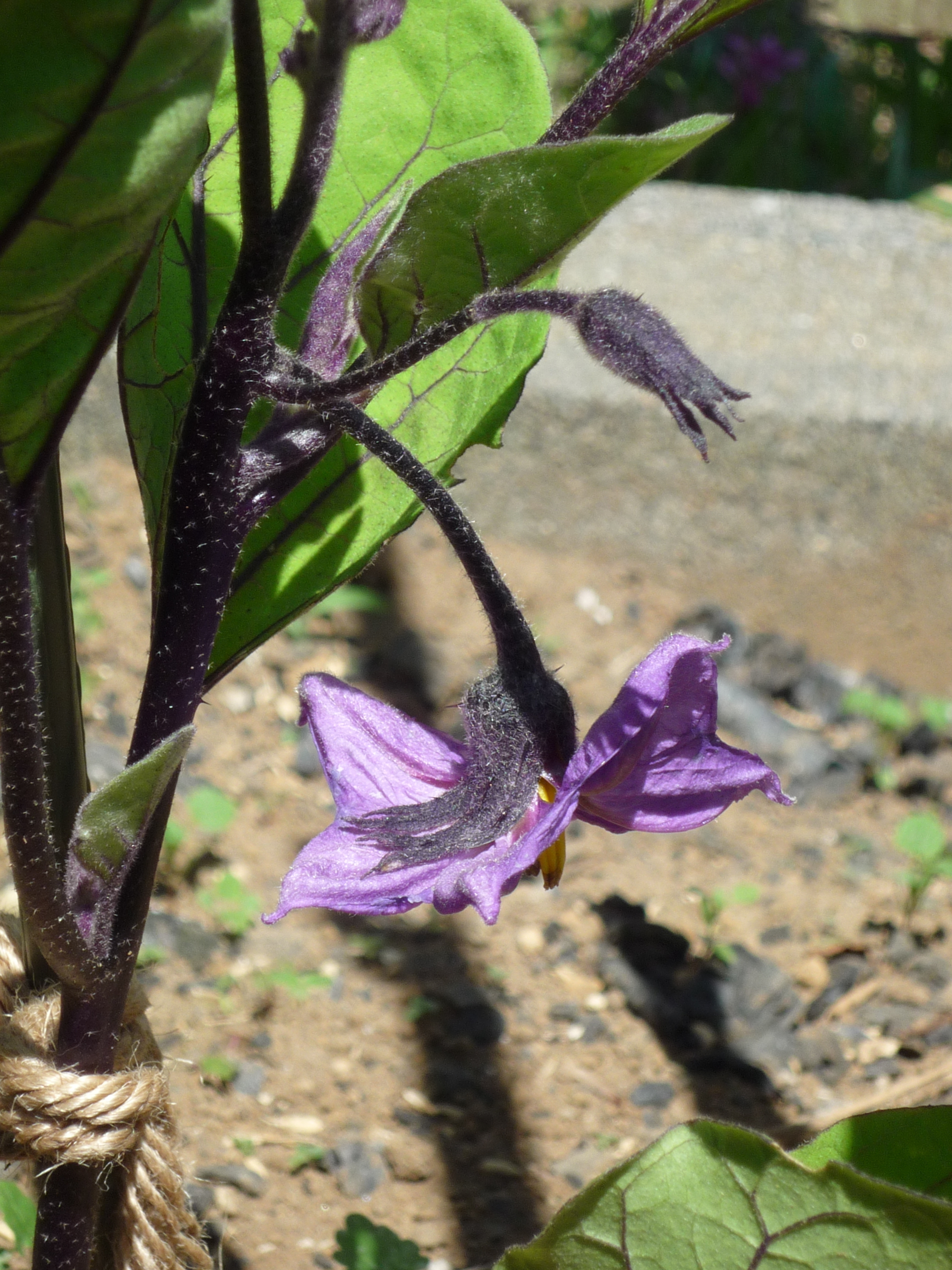 ナスの花 | Aむすび エーコープマーク品のコミュニティサイト