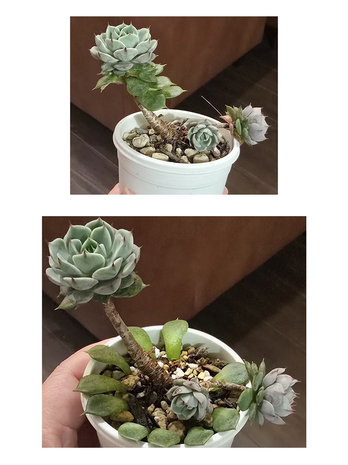 多肉植物の仕立て直し⑬ベンバディス | CAINZ DIY Square