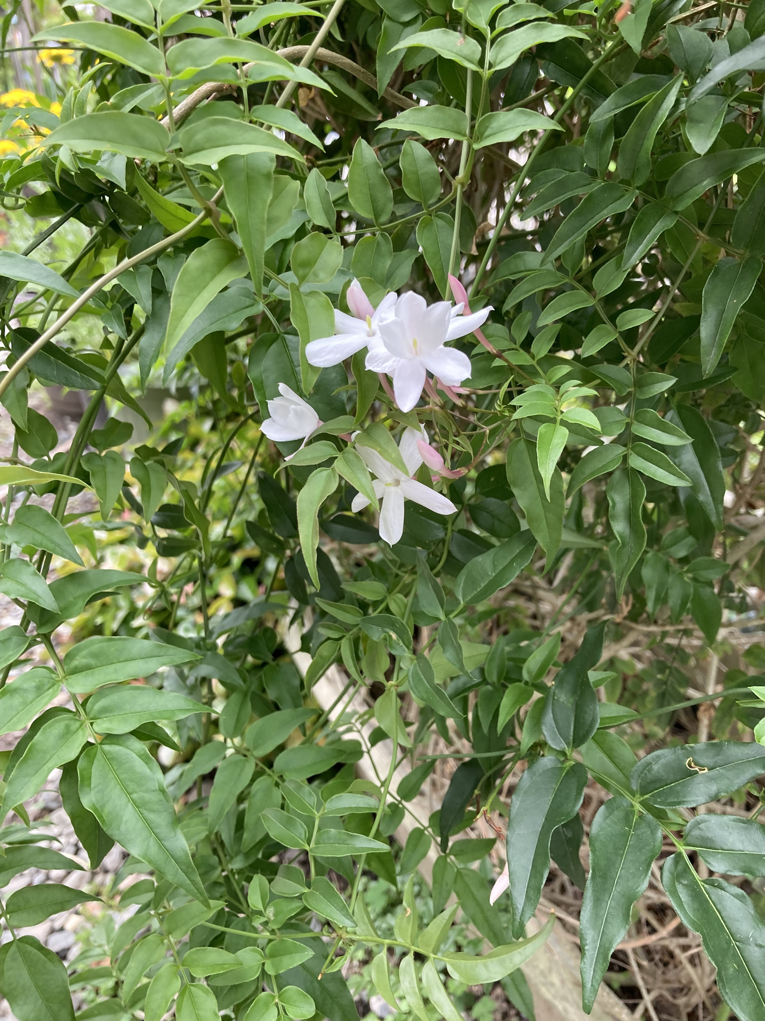 ジャスミンの開花 | CAINZ DIY Square