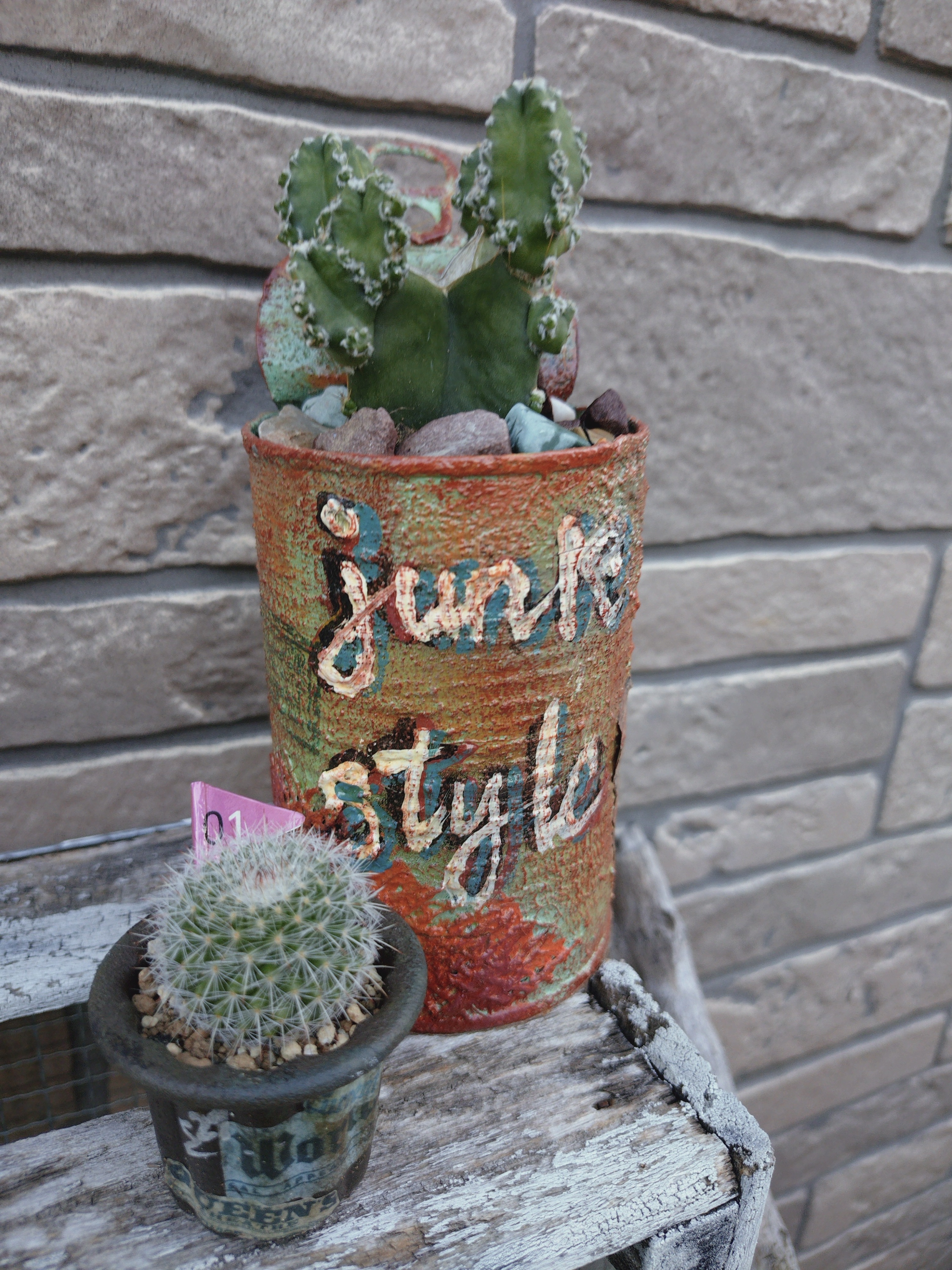 サボテン🌵 | CAINZ DIY Square