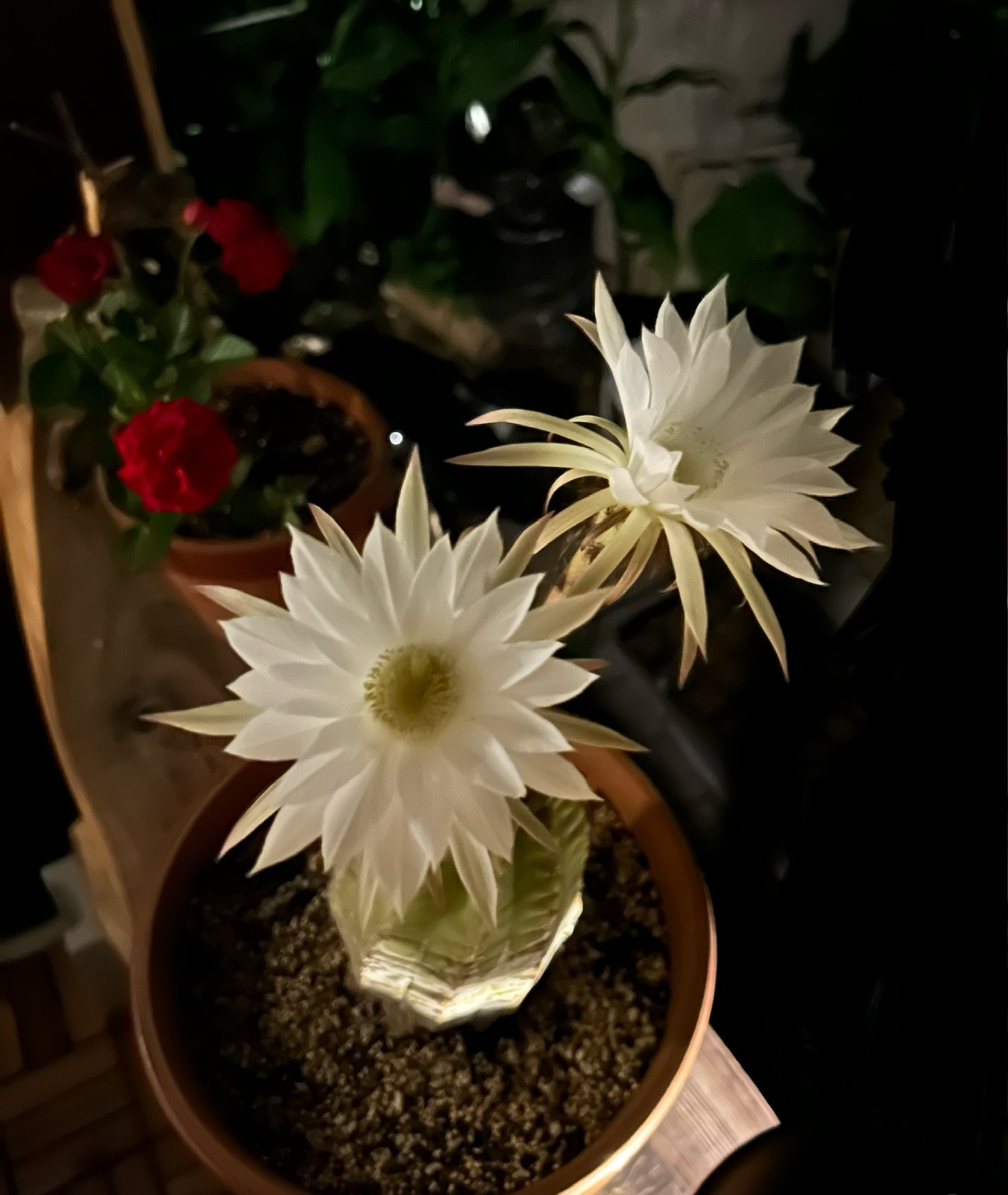 サボテンの花咲きました | CAINZ DIY Square